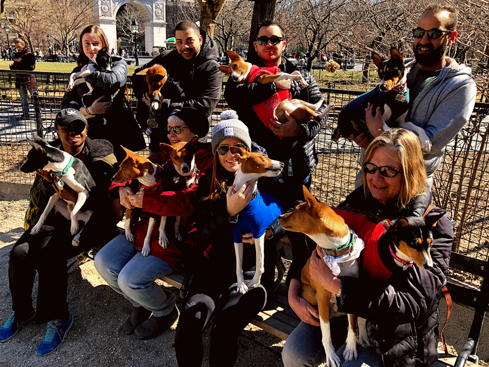 New York City Basenji Gathering - 24 March 2019
