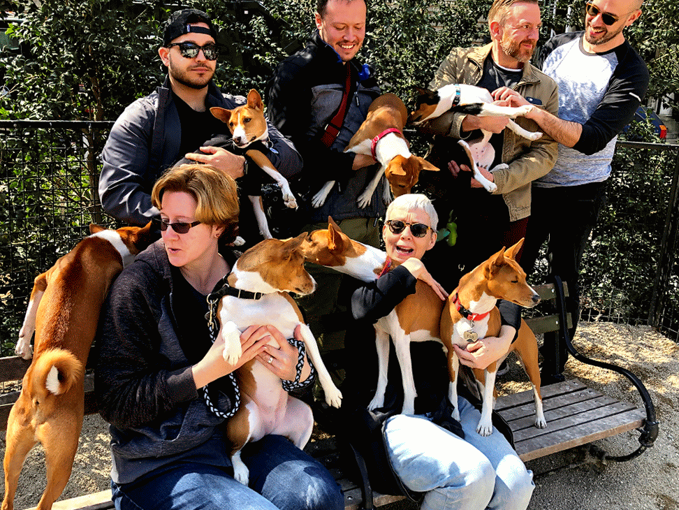 New York City Basenji Gathering - 7 April 2019