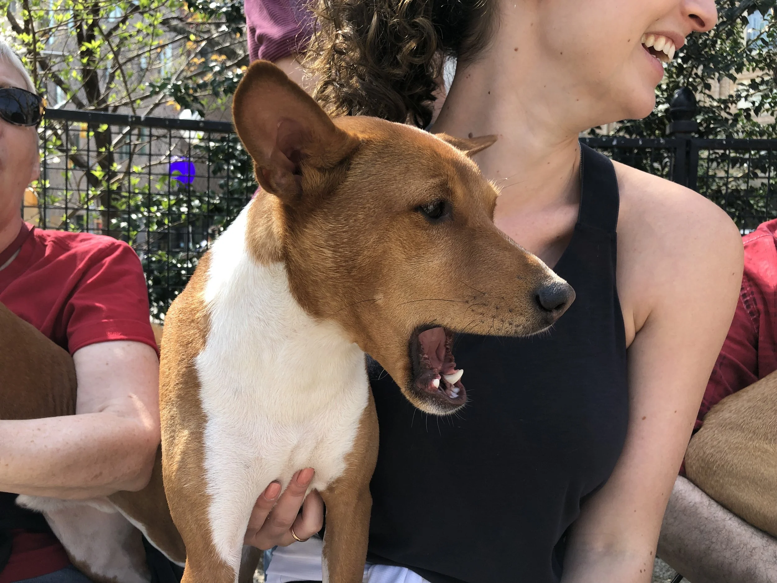 New York City Basenji Gathering - 14 April 2019