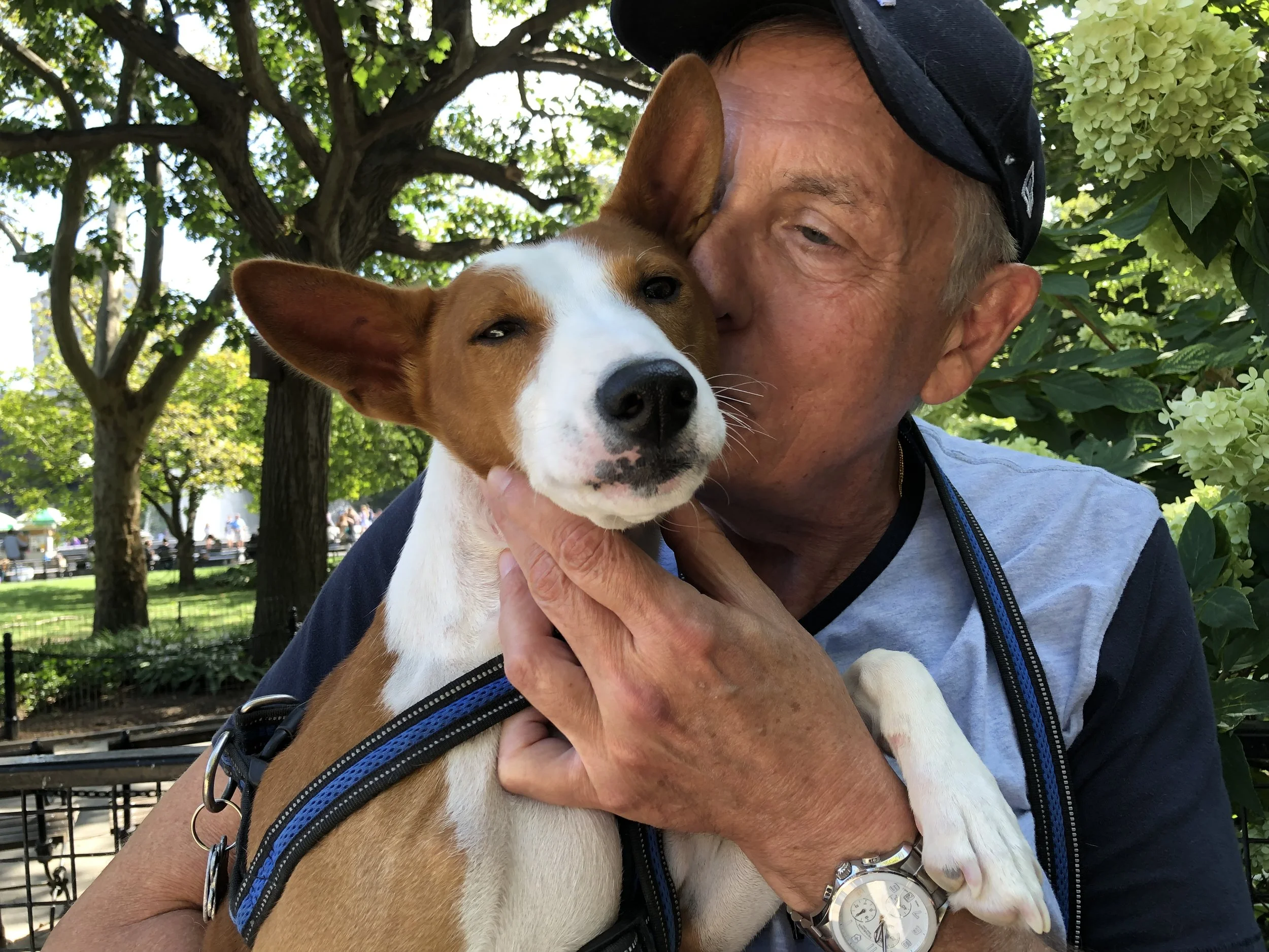 Kepler and the Intact Males - New York City Basenji Gathering - 25 August 2019