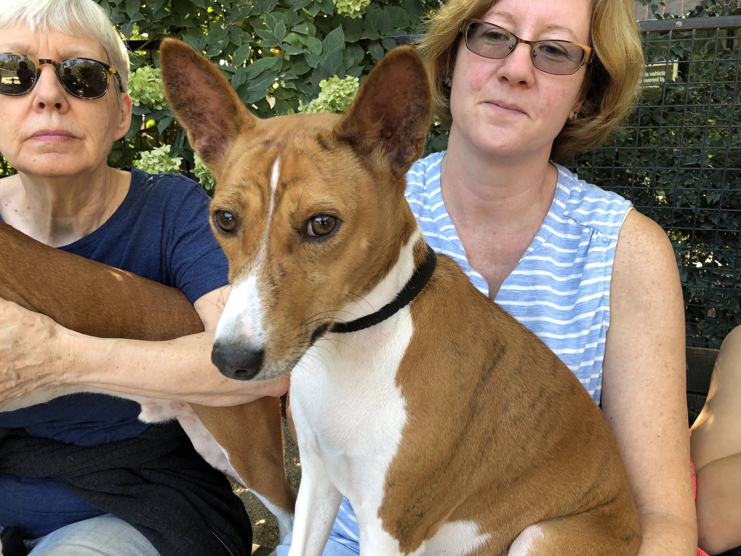 Mia Leads Fuji and Kepler - New York City Basenji Gathering - 22 September 2019
