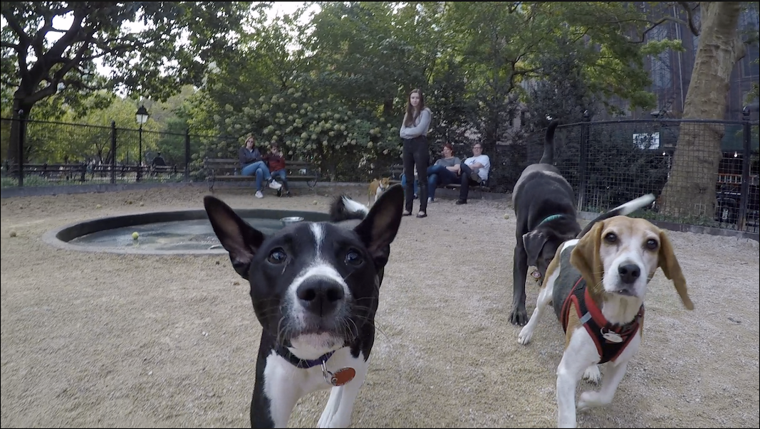Otto Meets Eleanor Roosevelt and Potato Latke - New York City Basenji Gathering - 13 October 2019