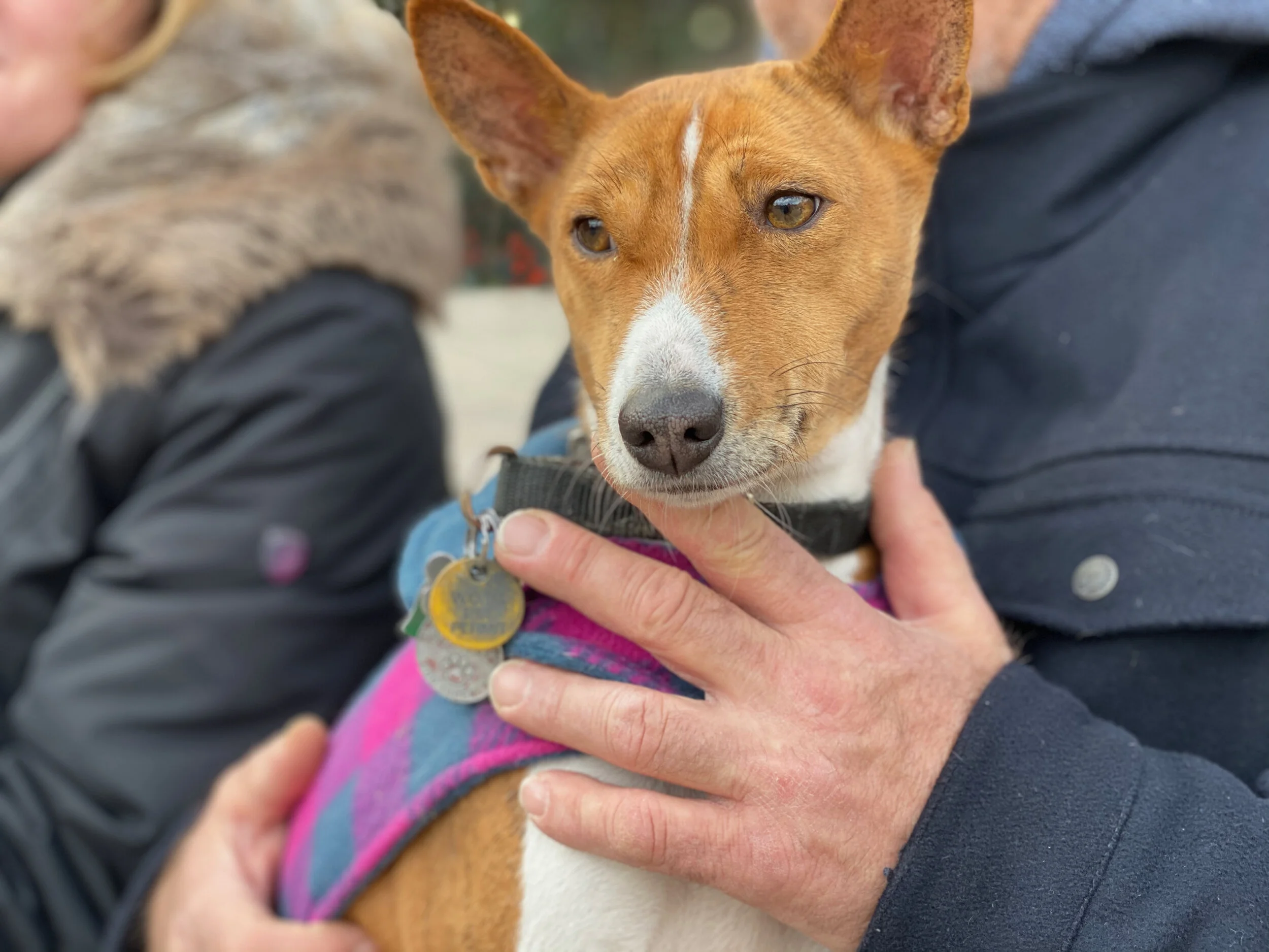 Mia’s Third Birthday -  New York City Basenji Gathering - 15 December 2019