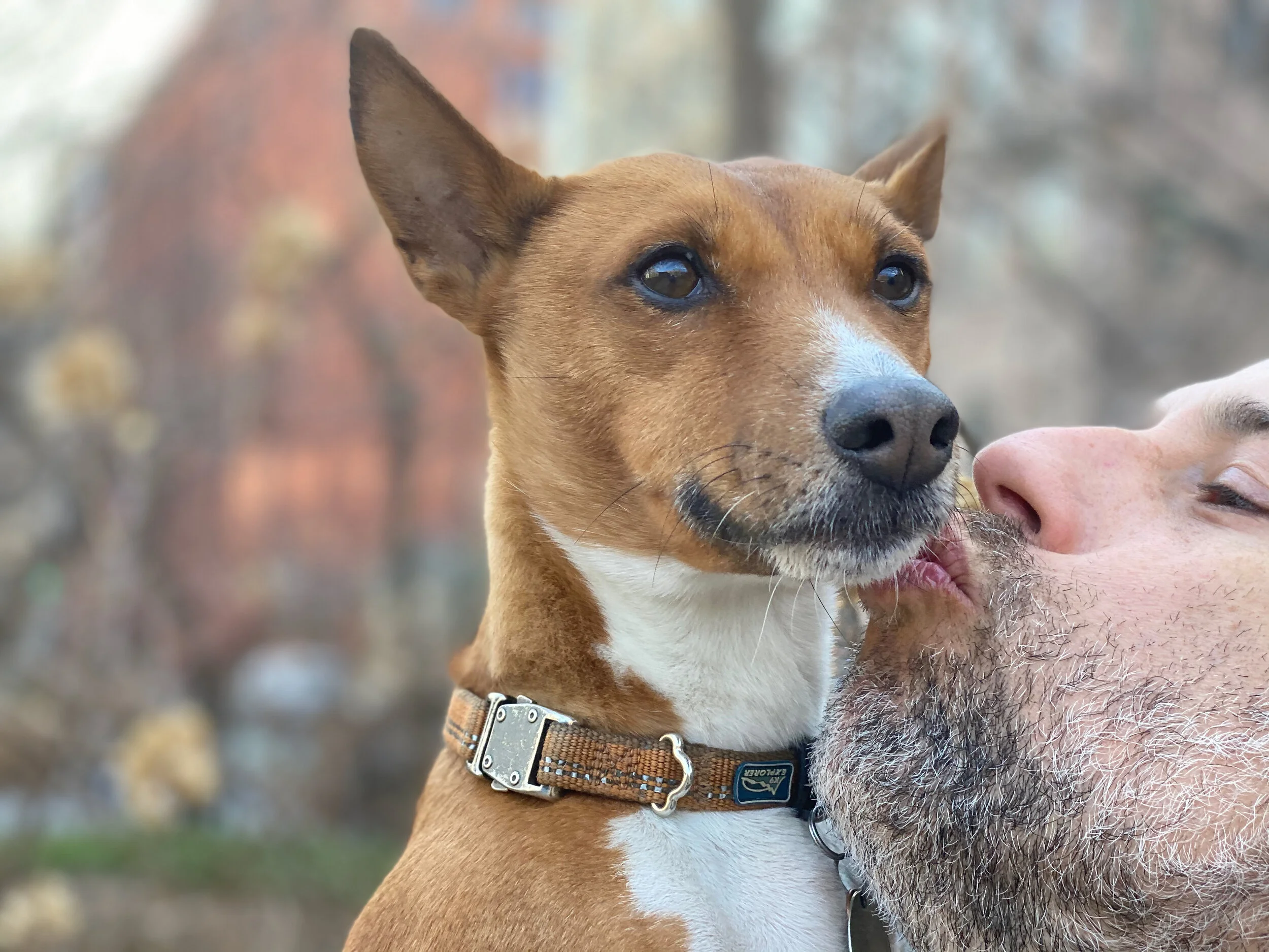 January Thaw - New York City Basenji Gathering - 12 January 2020