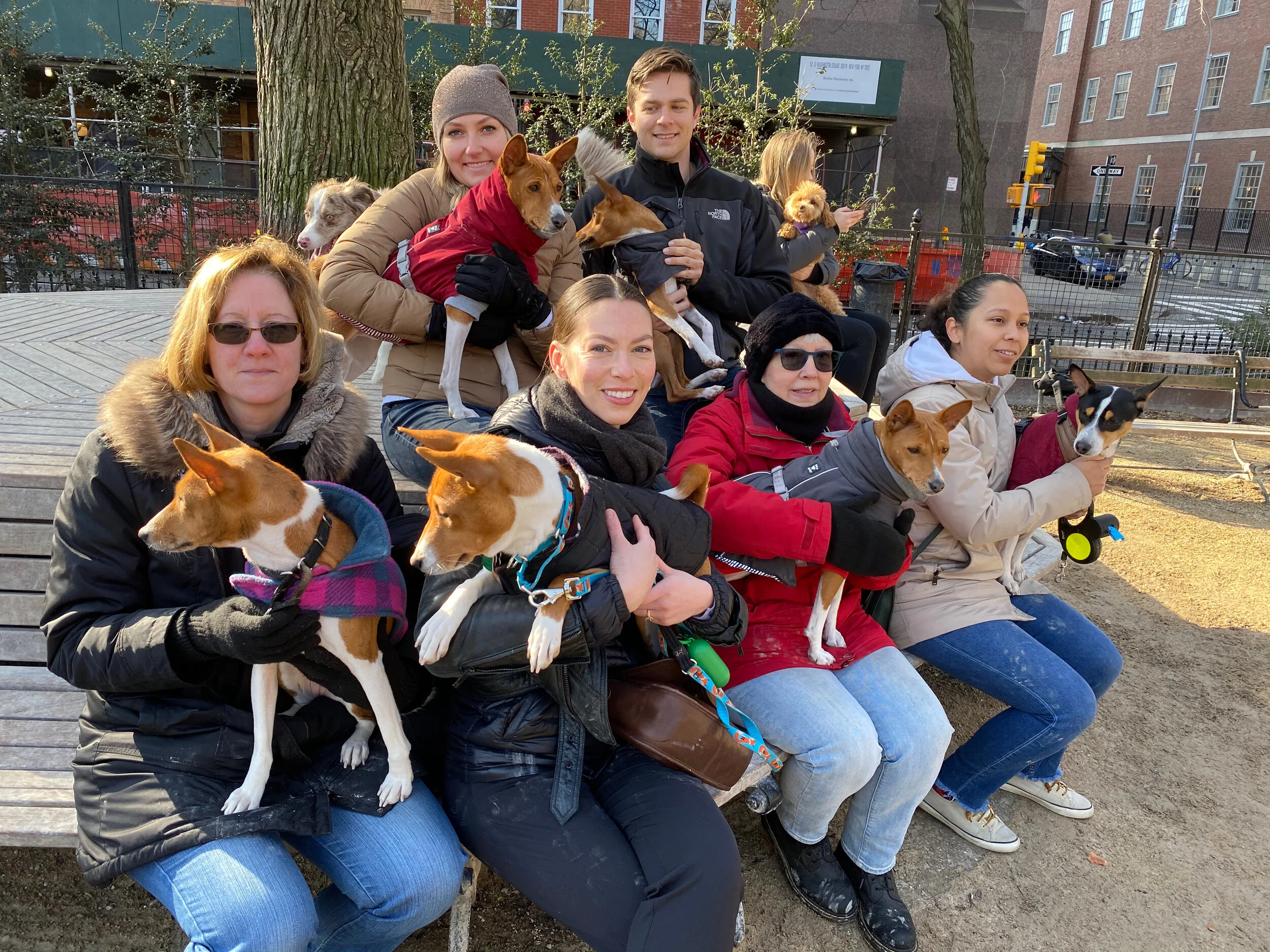 Three Newcomers Join the Gang - New York City Basenji Gathering - 26 January 2020