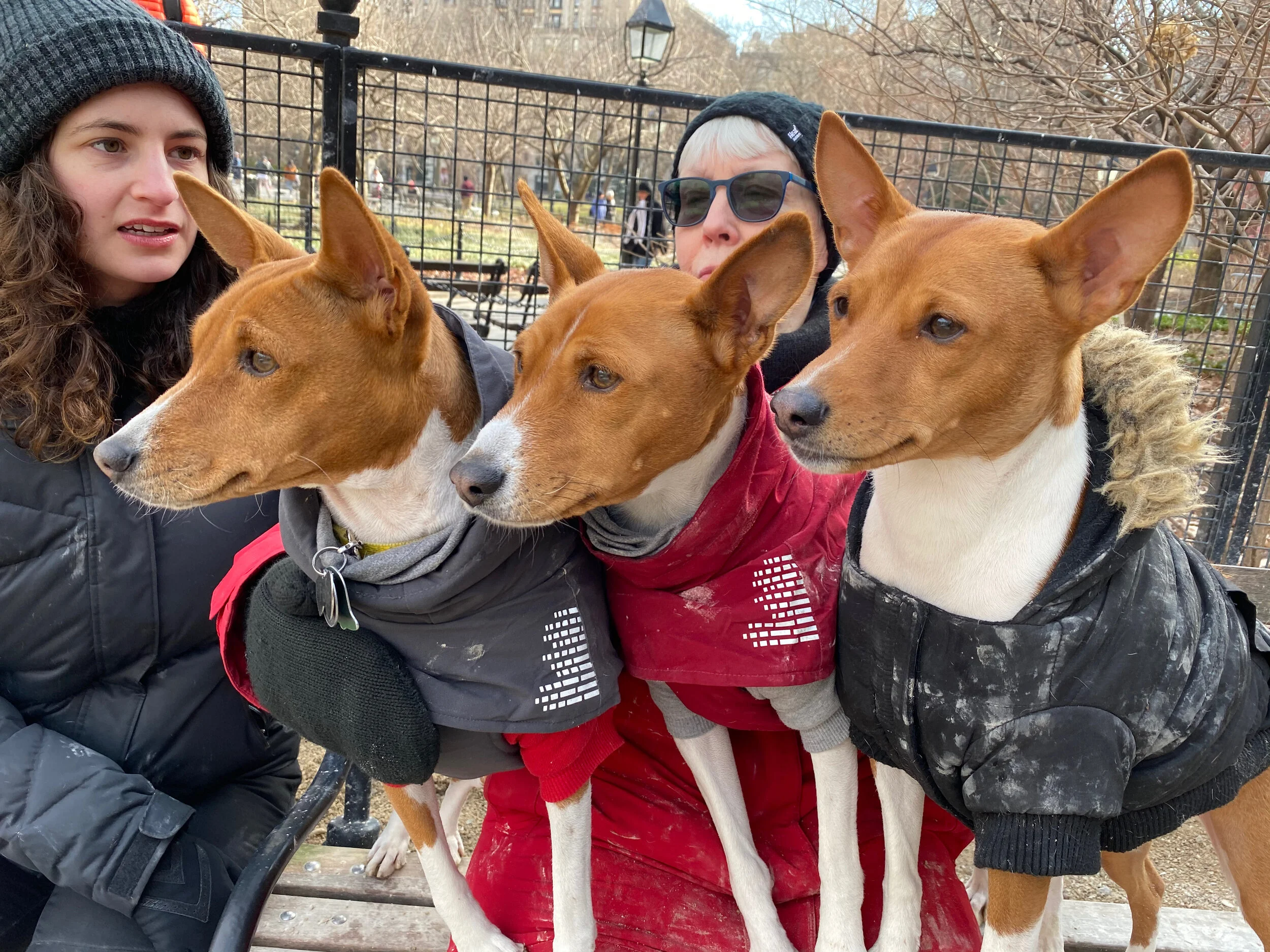 Neighborhood Group - New York City Basenji Gathering - 9 February 2020