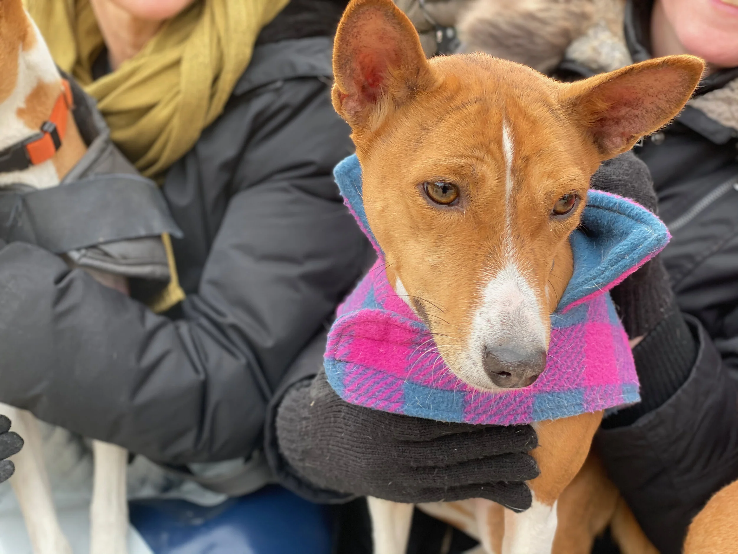 Mia Dances; Maya &amp; Loki Return - New York City Basenji Gathering - 16 February 2020