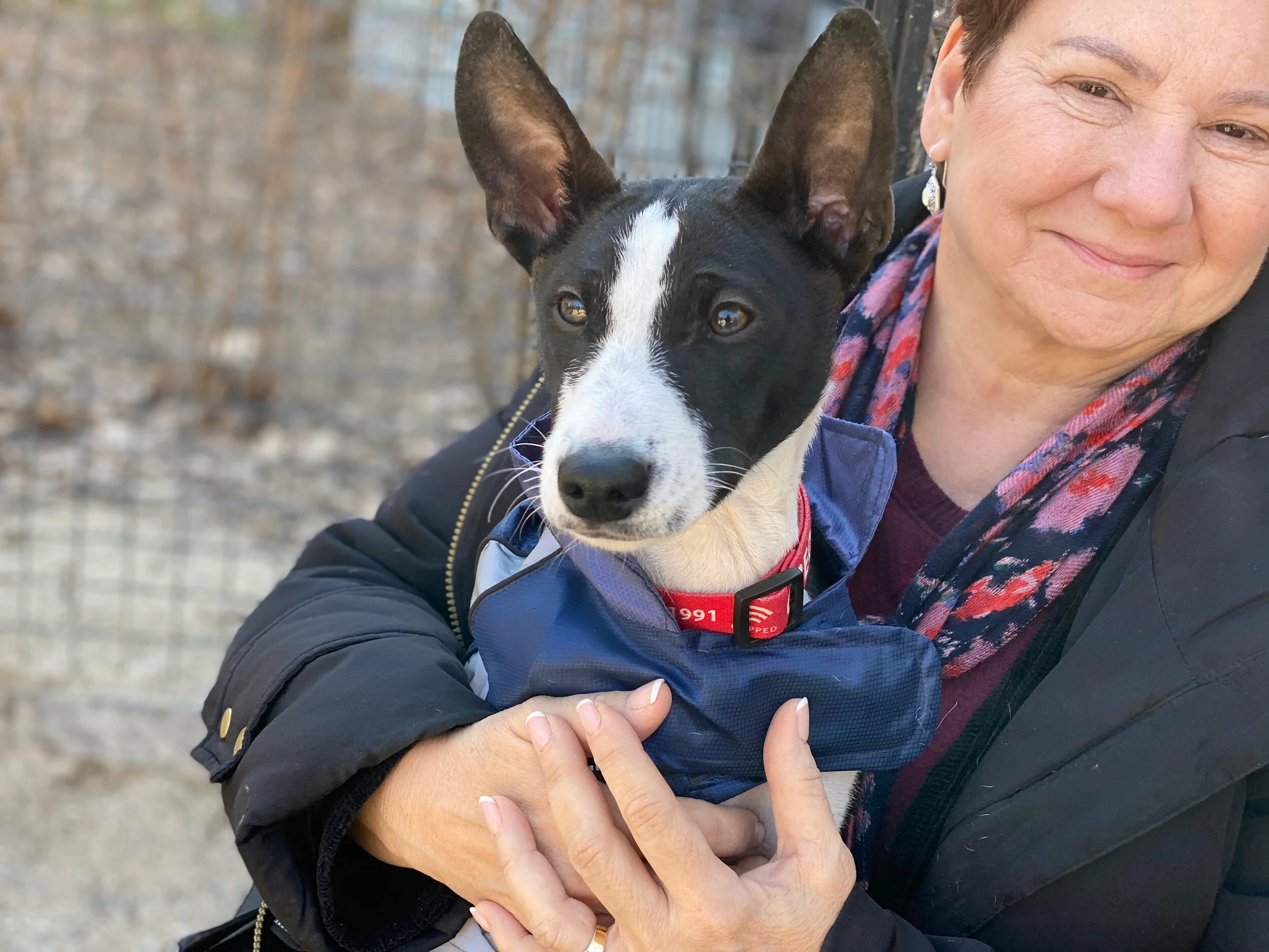 Oreo Debuts, Rocket Returns -  New York City Basenji Gathering - 23 February 2020