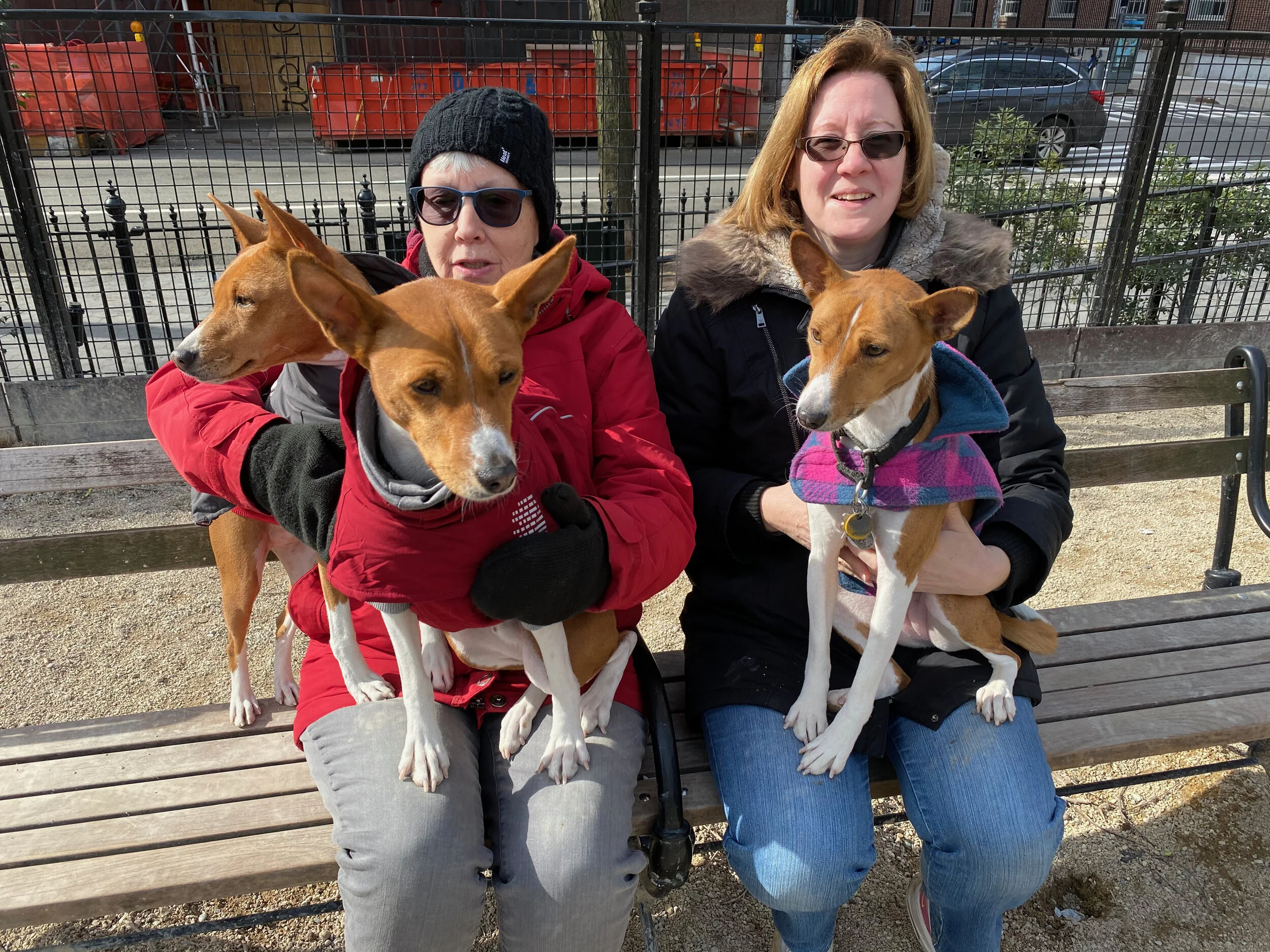 Just Some Regulars - New York City Basenji Gathering - 8 March 2020