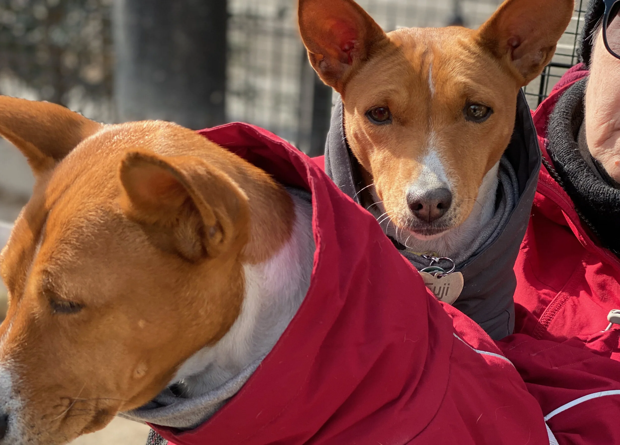 Fuji &amp; Kepler Host Visitors - New York City Basenji Gatherings - 8 &amp; 15 March 2020