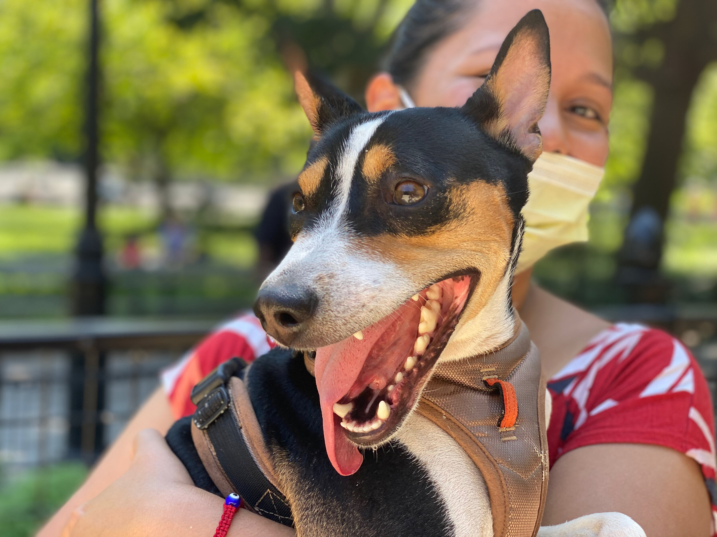  Dante (male, 2.5 years old) 