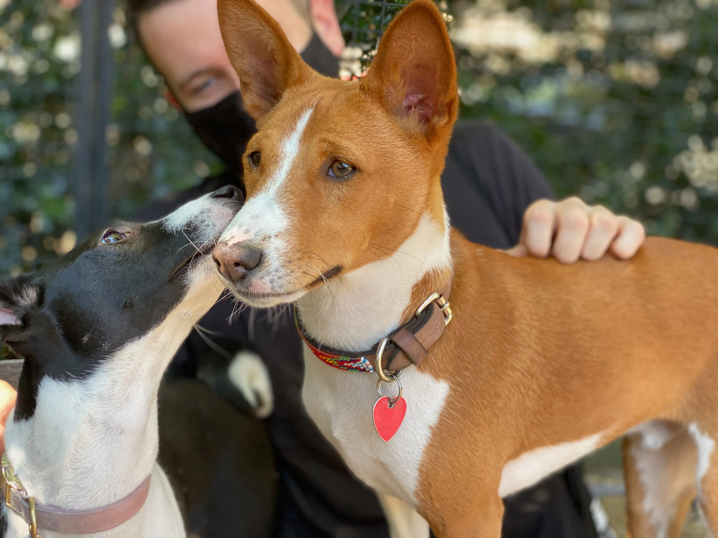 Puppy Playtime With Dante and Jeni - New York City Basenji Gathering - 9 August 2020