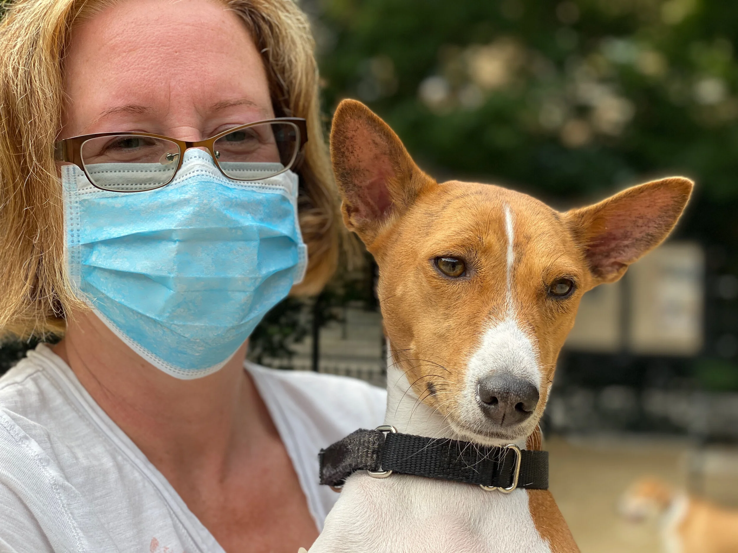 Mika Premieres and Damir Returns - New York City Basenji Gathering - 23 August 2020