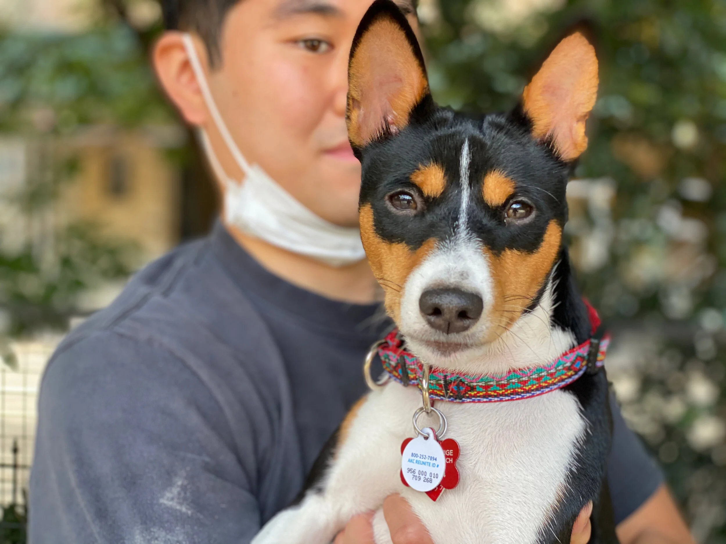 Nova Premieres; Mika Leads the Running - New York City Basenji Gathering - 13 September 2020