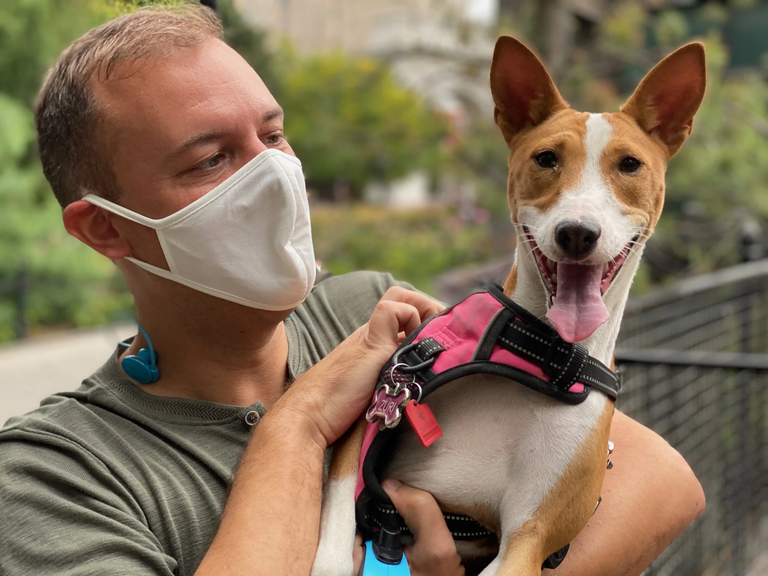Bailey, Dezë, &amp; Zuri Debut; Tosh Returns - New York City Basenji Gathering - 27 September 2020