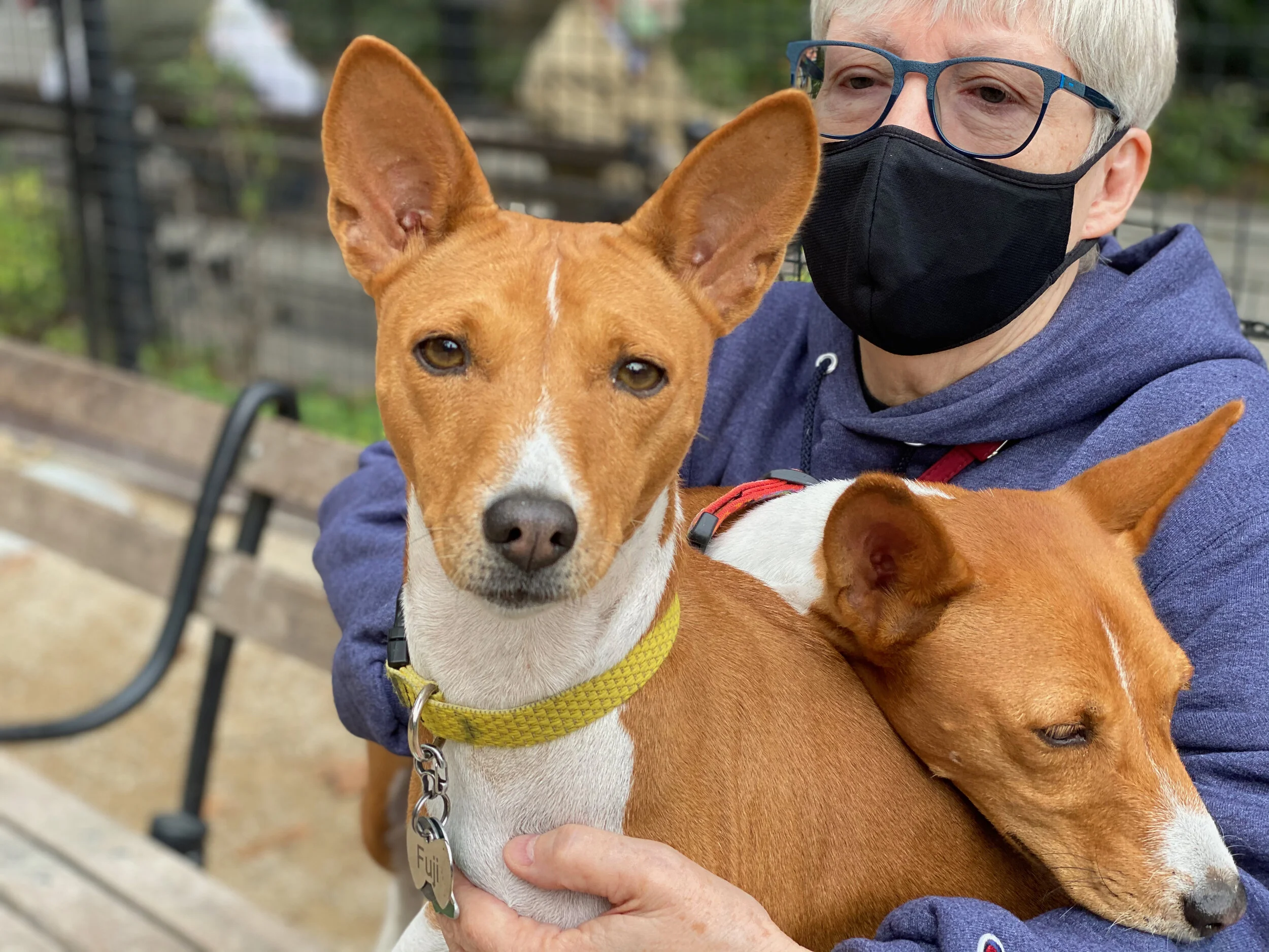 Every One Snuffles &amp; Brindle Special - New York City Basenji Gathering - 11 October 2020