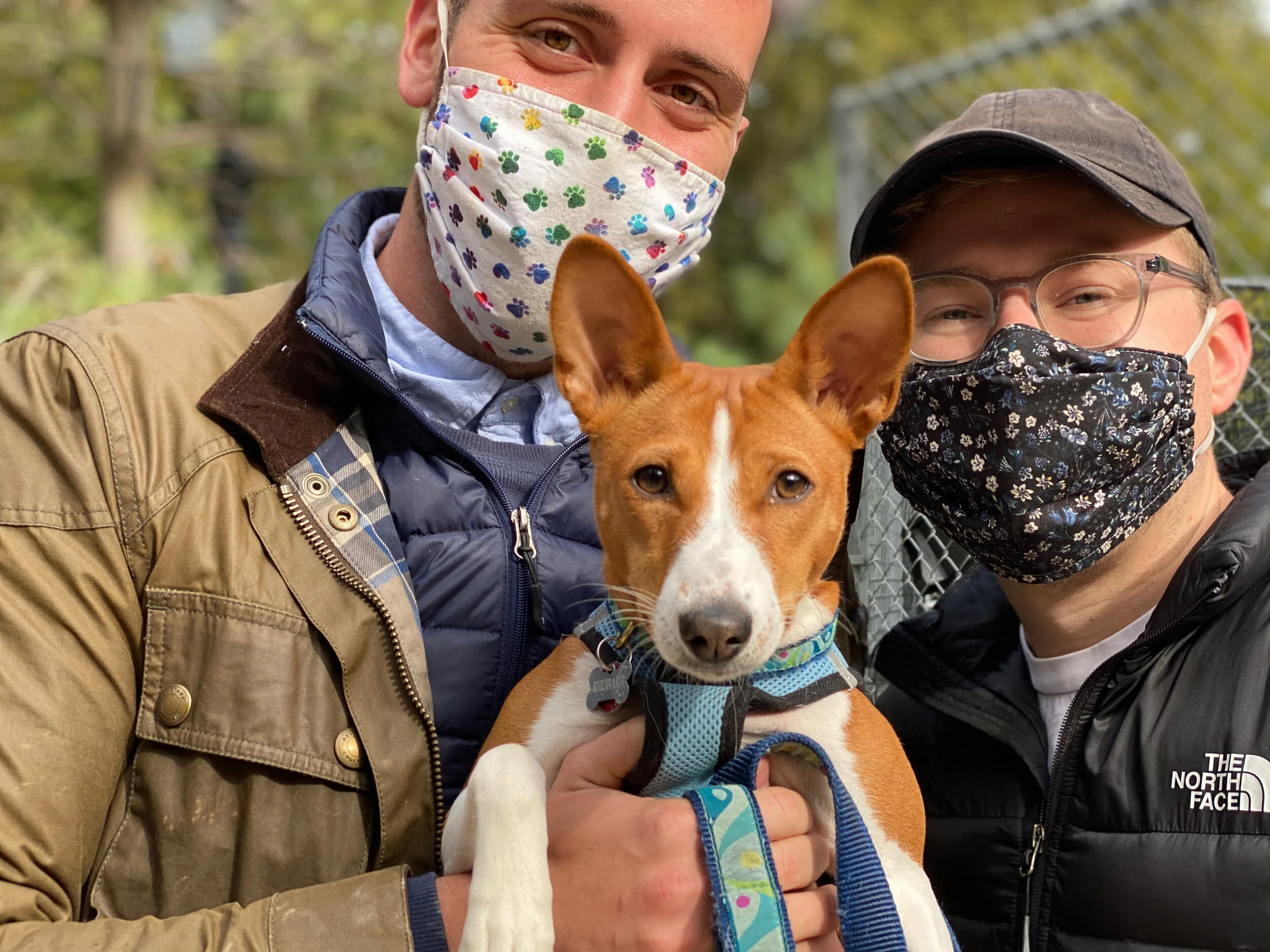 Rhubarb Premieres - New York City Basenji Gathering - 25 October 2020