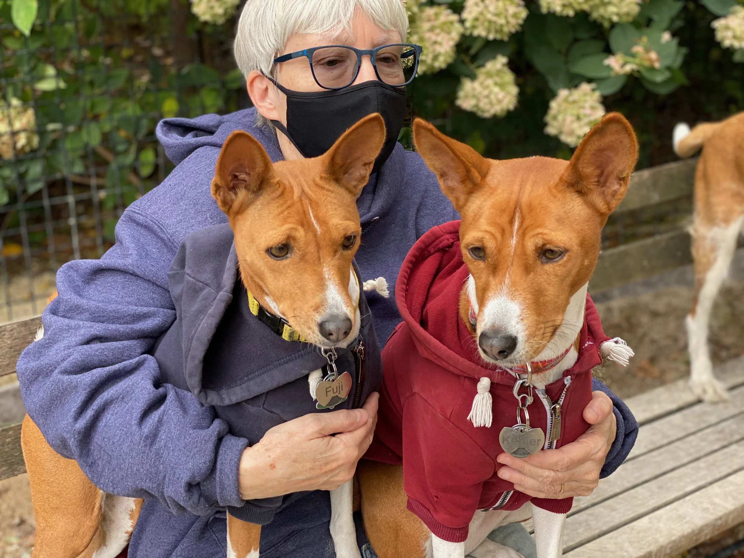 New York City Basenji Gathering - 1 November 2020