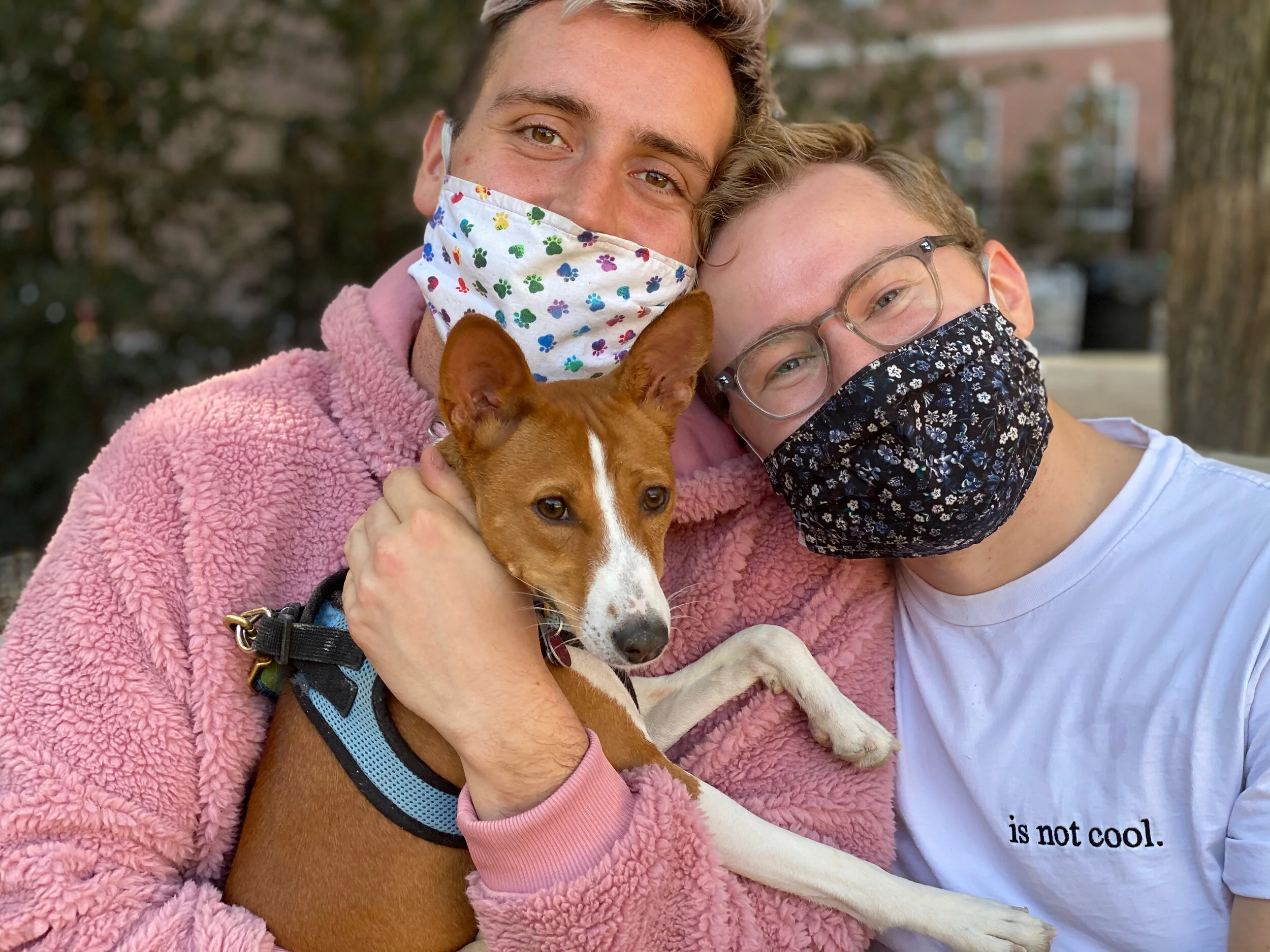 Rhubarb in Action  - New York City Basenji Gathering - 8 November 2020