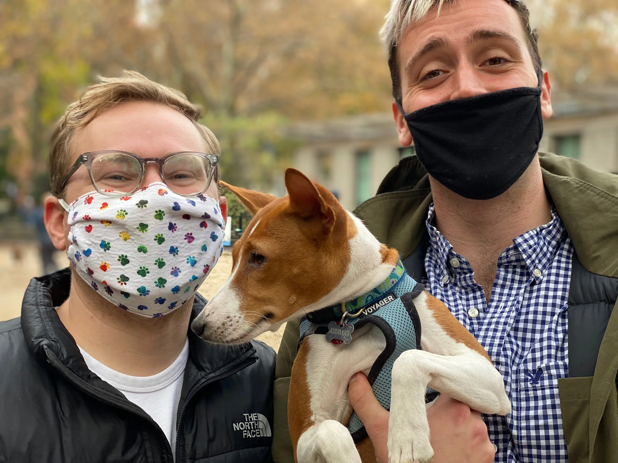 Ad Hoc - New York City Basenji Gathering - 15 November 2020