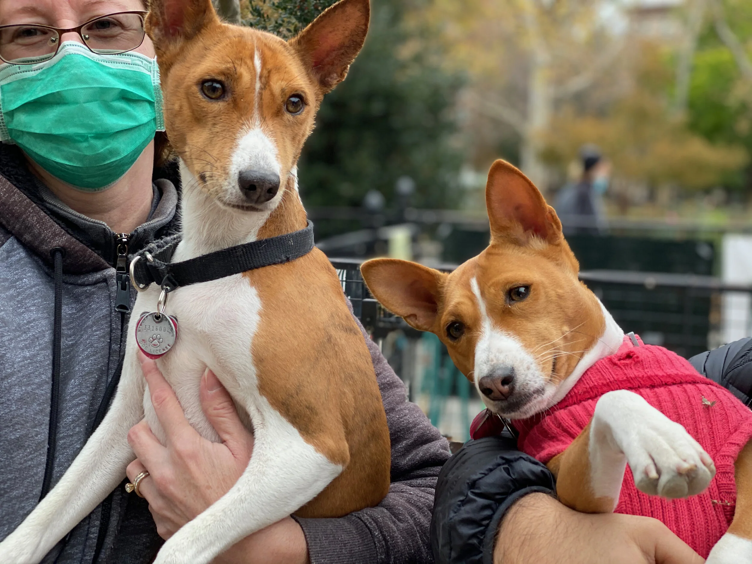 Maui Premieres - Mia Steals the Show - New York City Basenji Gathering - 22 November 2020