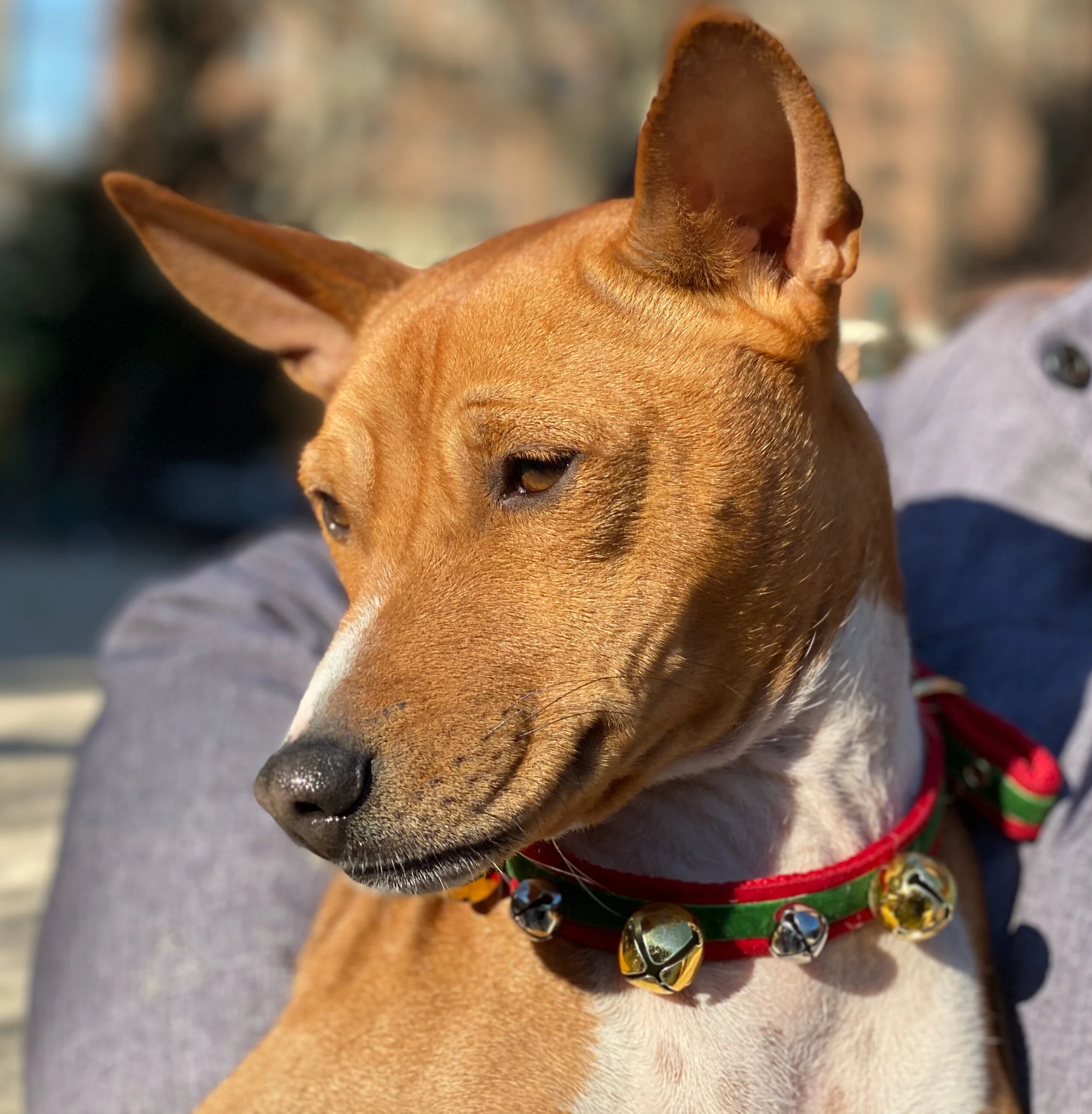Four Basenjis From New Jersey - New York City Basenji Gathering - 27 December 2020