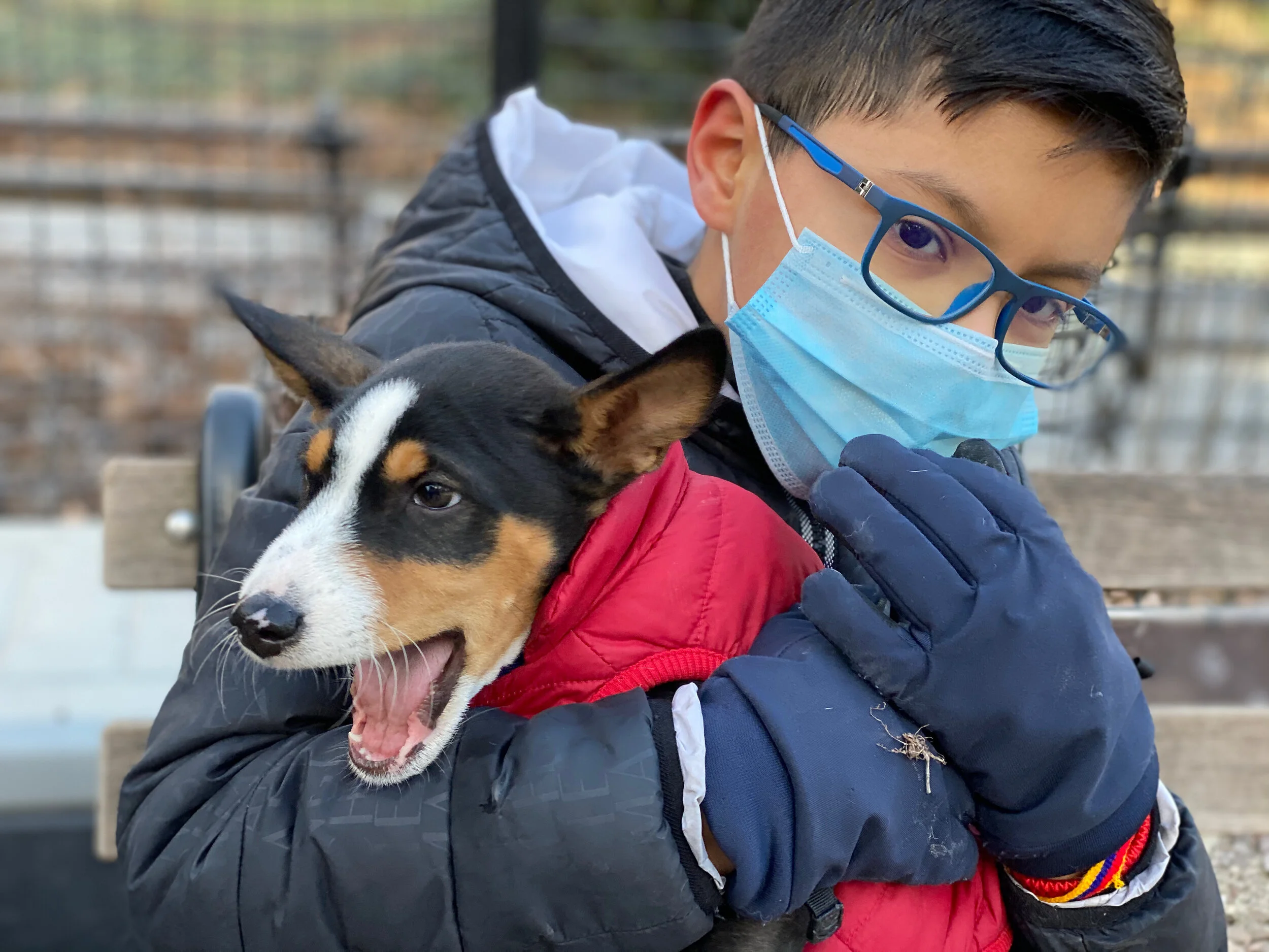 Rio Premieres - Toews Performs - New York City Basenji Gathering - 10 January 2021