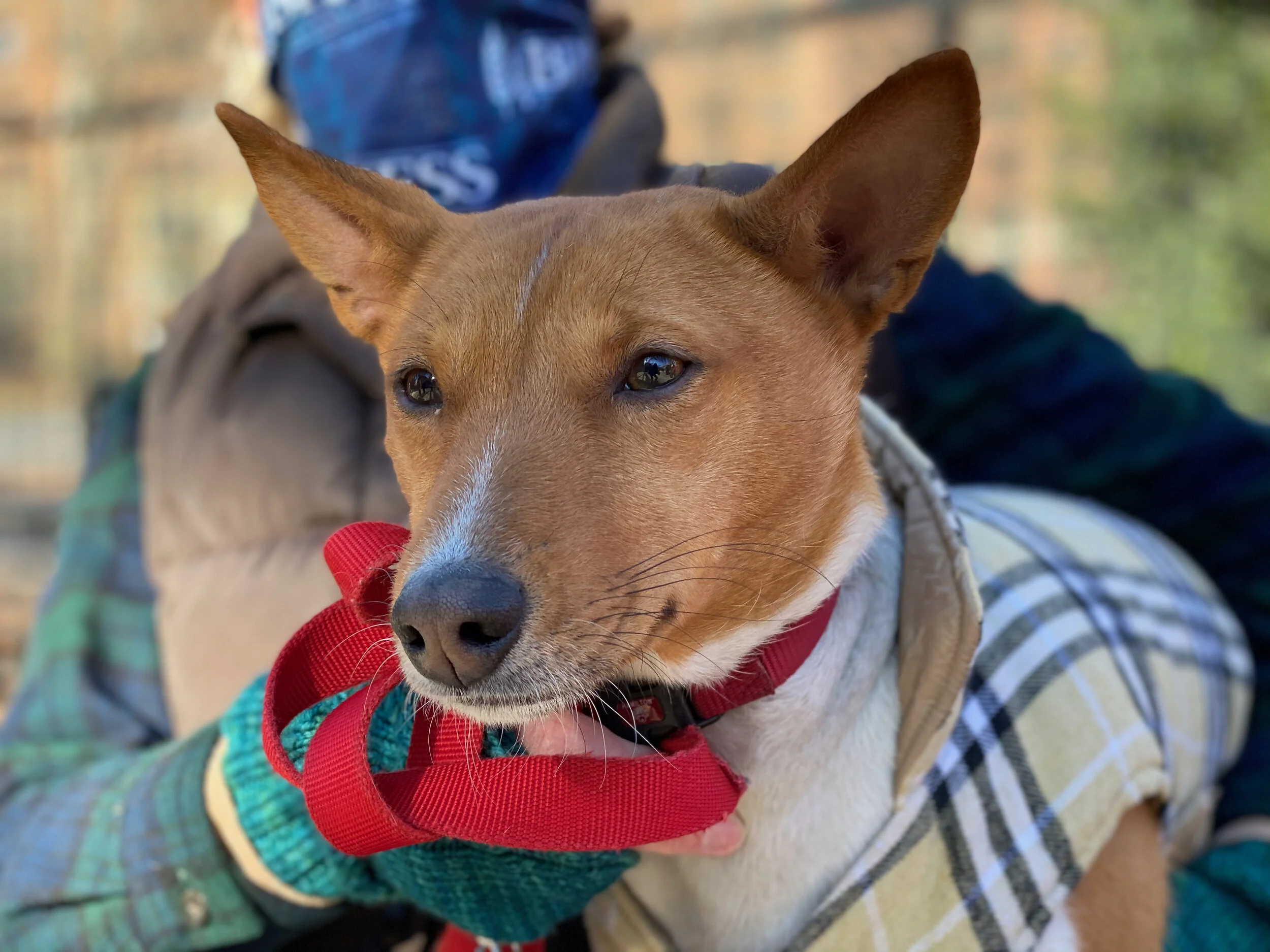 Two Newbies, Puppies Play - New York City Basenji Gathering - 24 January 2021
