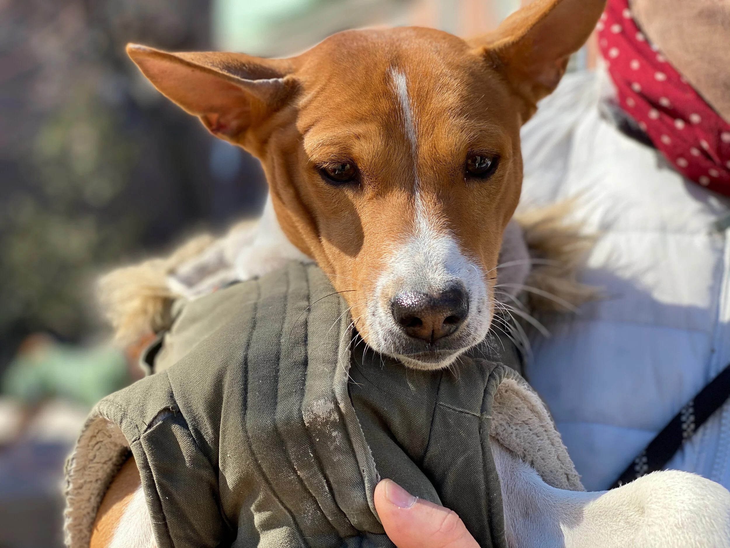Seven Basenjis, Every One Tussles - New York City Basenji Meetup - 7 March 2021