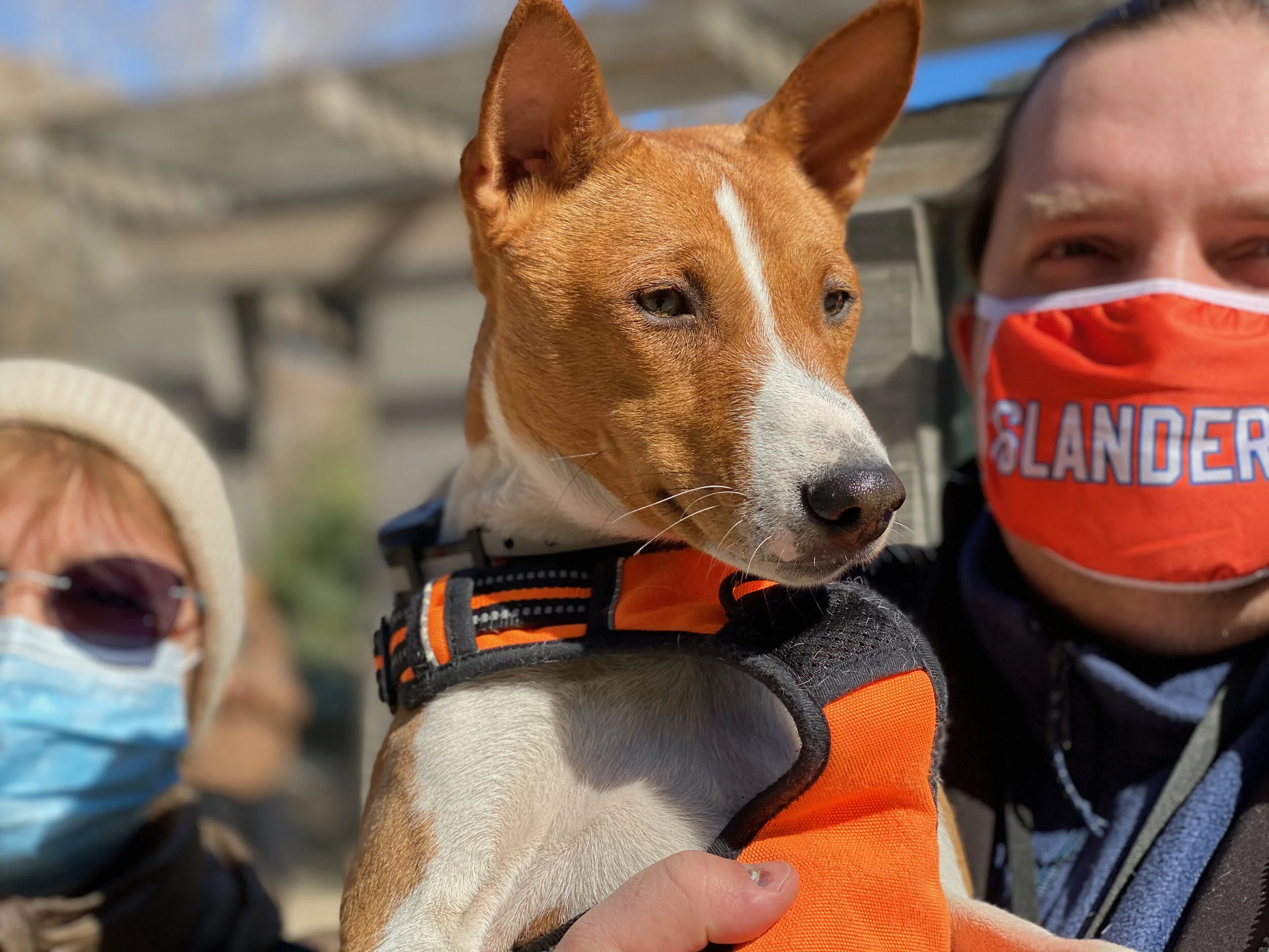 Littermates and Other  Friends - New York City Basenji Meetup - 14 March 2021