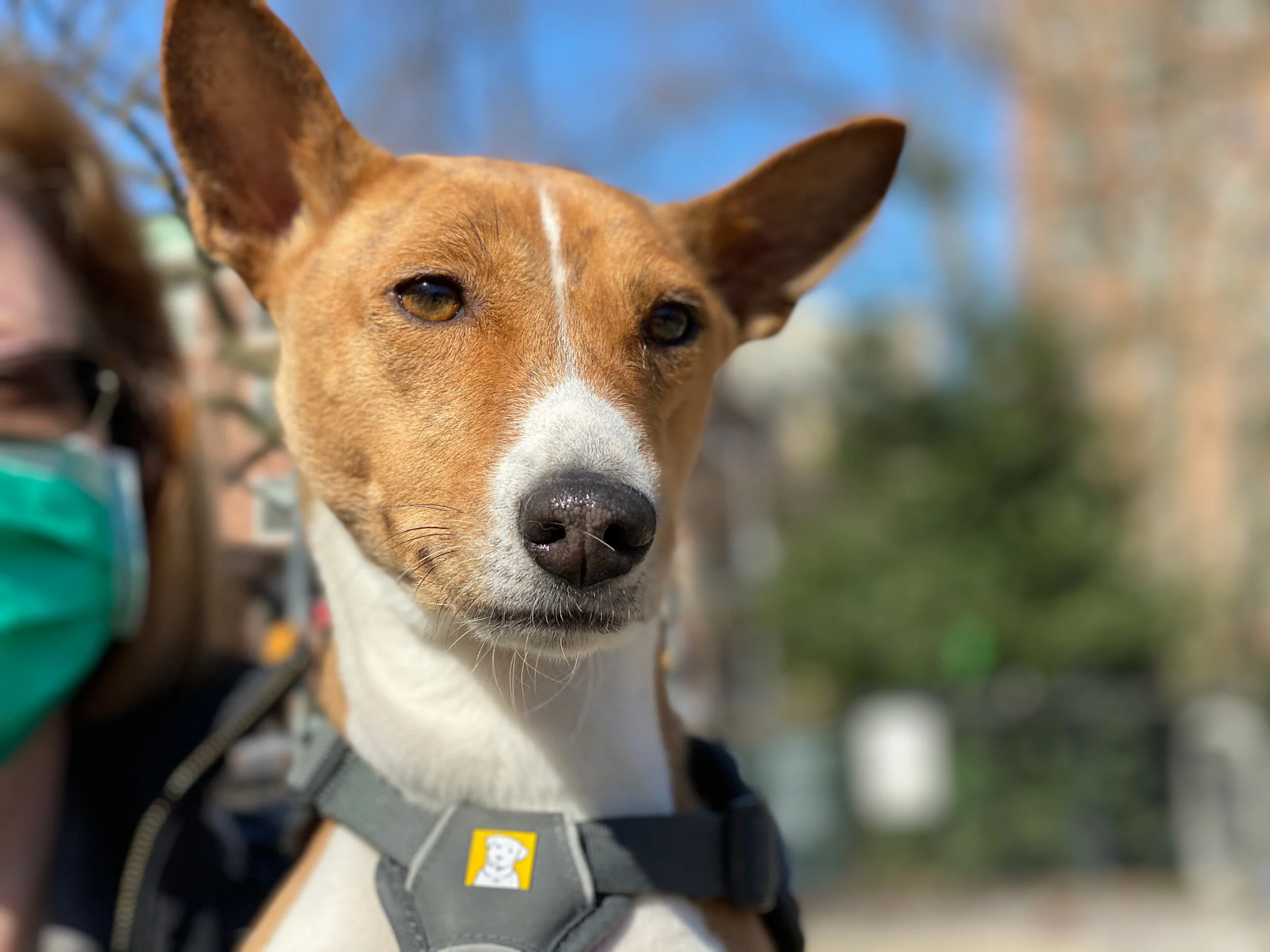 Mostly Mia, With Five Others - New York City Basenji Meetup - 21 March 2021
