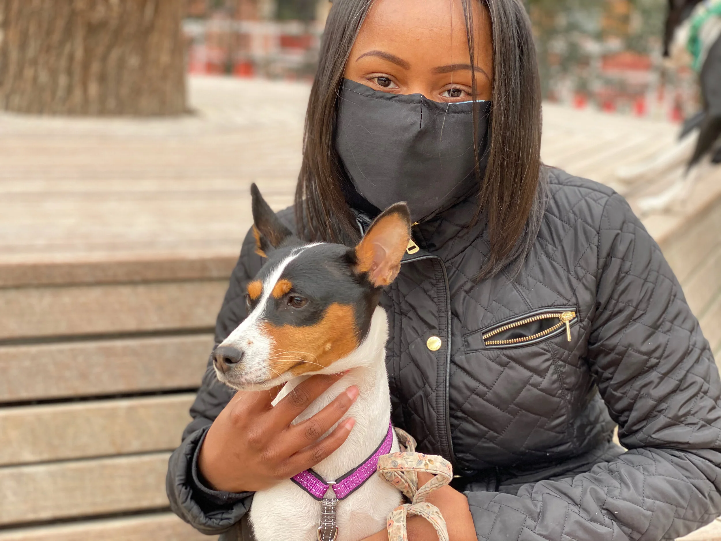 Simba and Zuri Make a Dozen - New York City Basenji Meetup - 4 April 2021