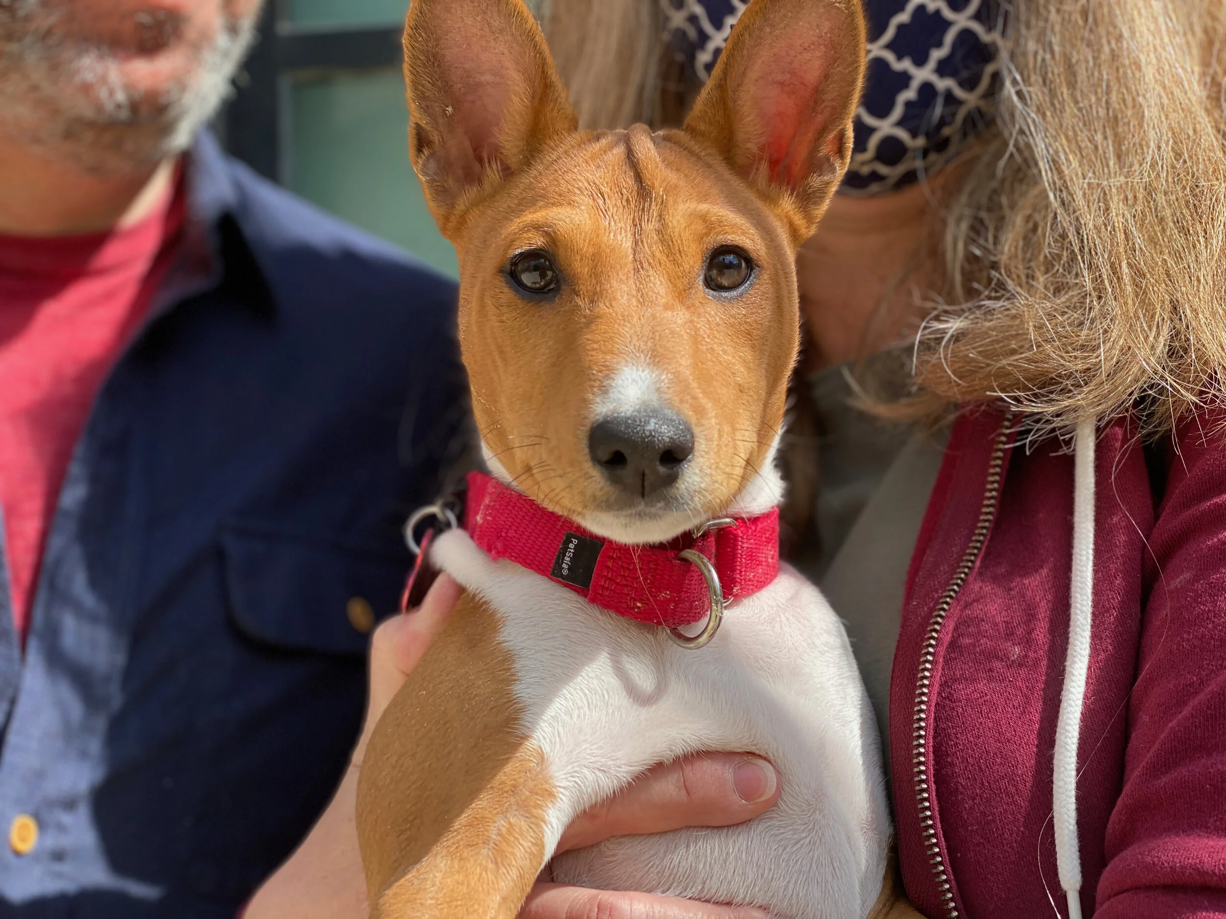 Five New Puppies! - New York City Basenji Meetup - 18 April 2021