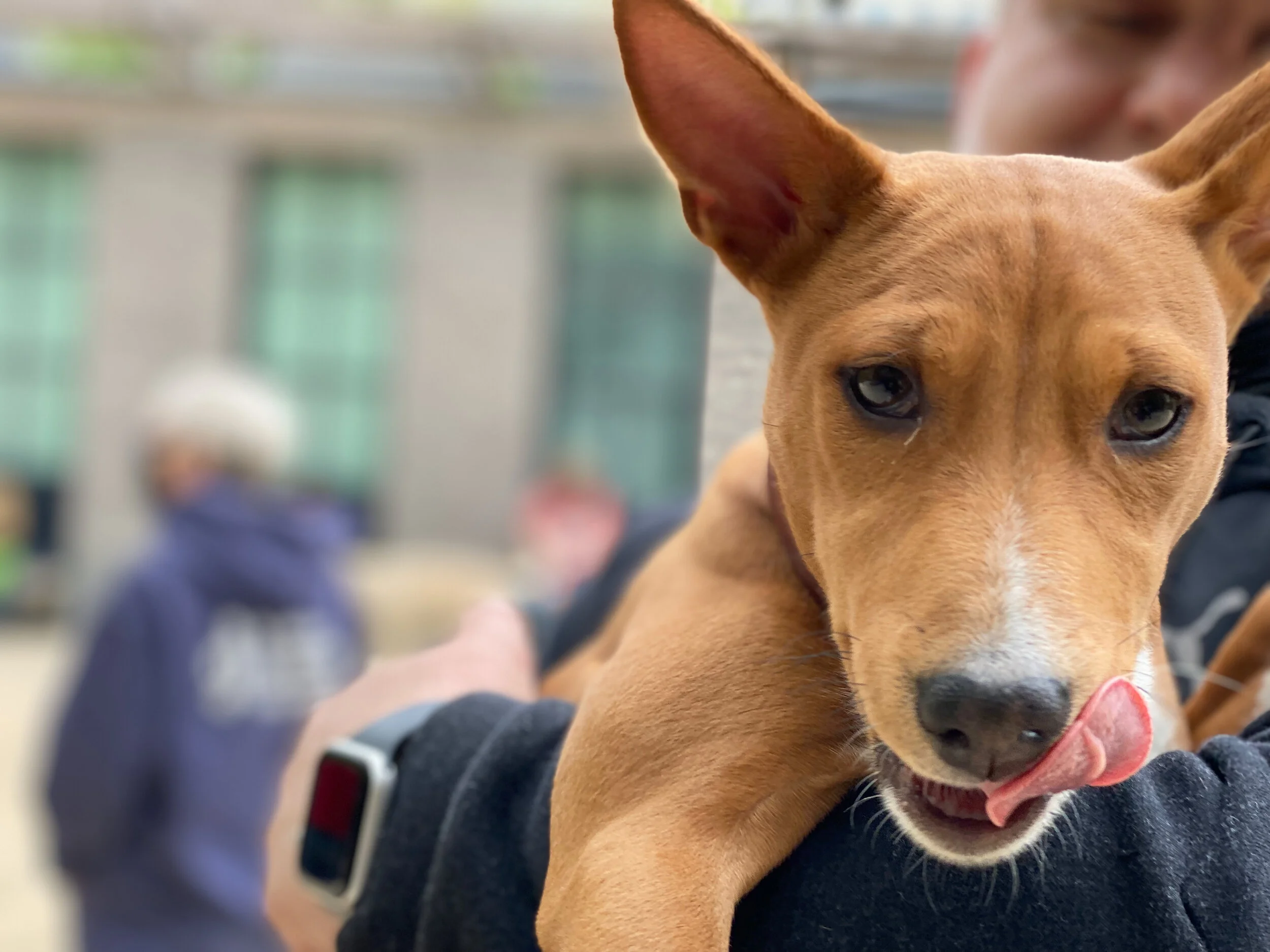 Seven Newbies, Seventeen in All - New York City Basenji Meetup - 2 May 2021