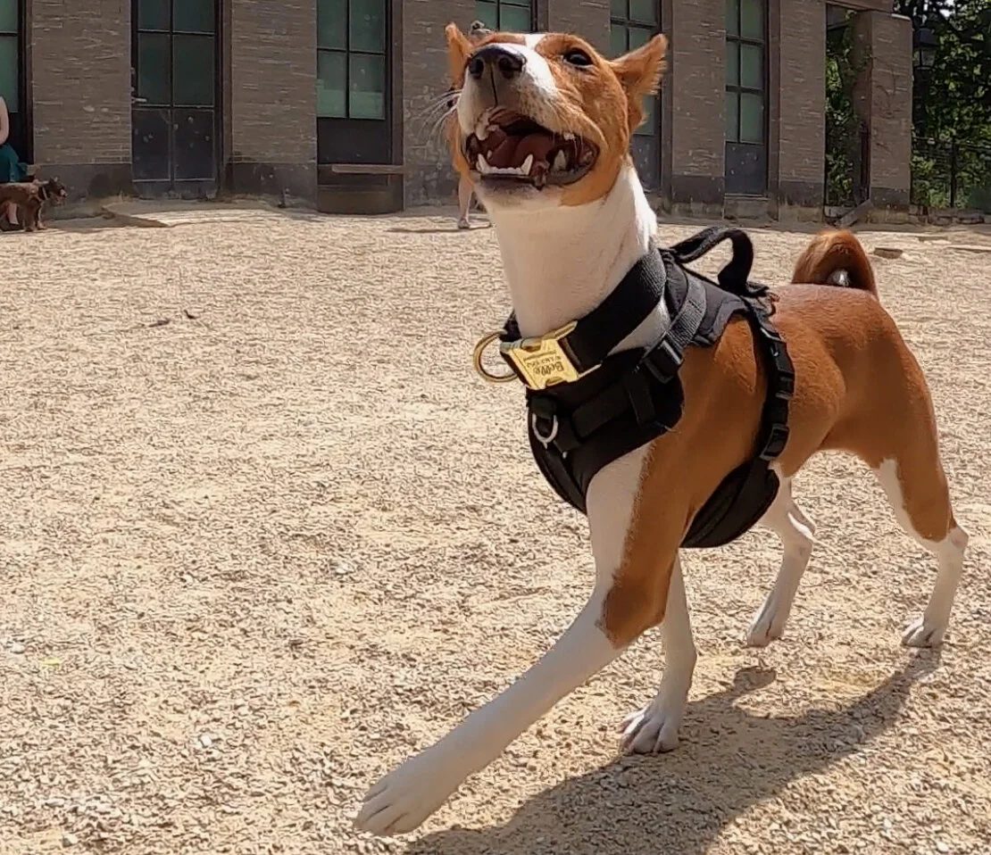 Six Premieres, Sixteen Dogs - New York City Basenji Meetup - 16 May 2021