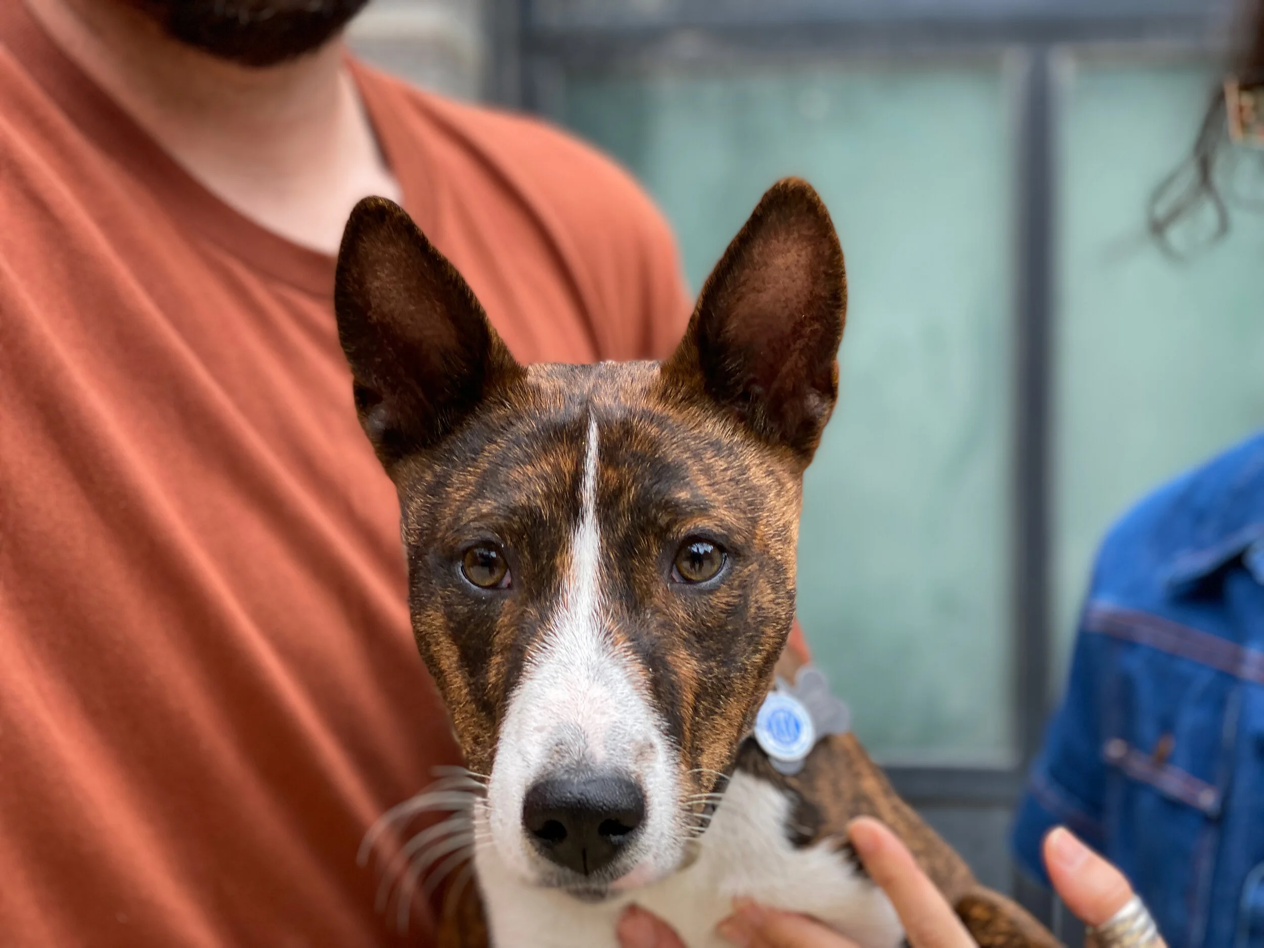 Three New Puppies, Three New Adults - New York City Basenji Meetup - 13 June 2021