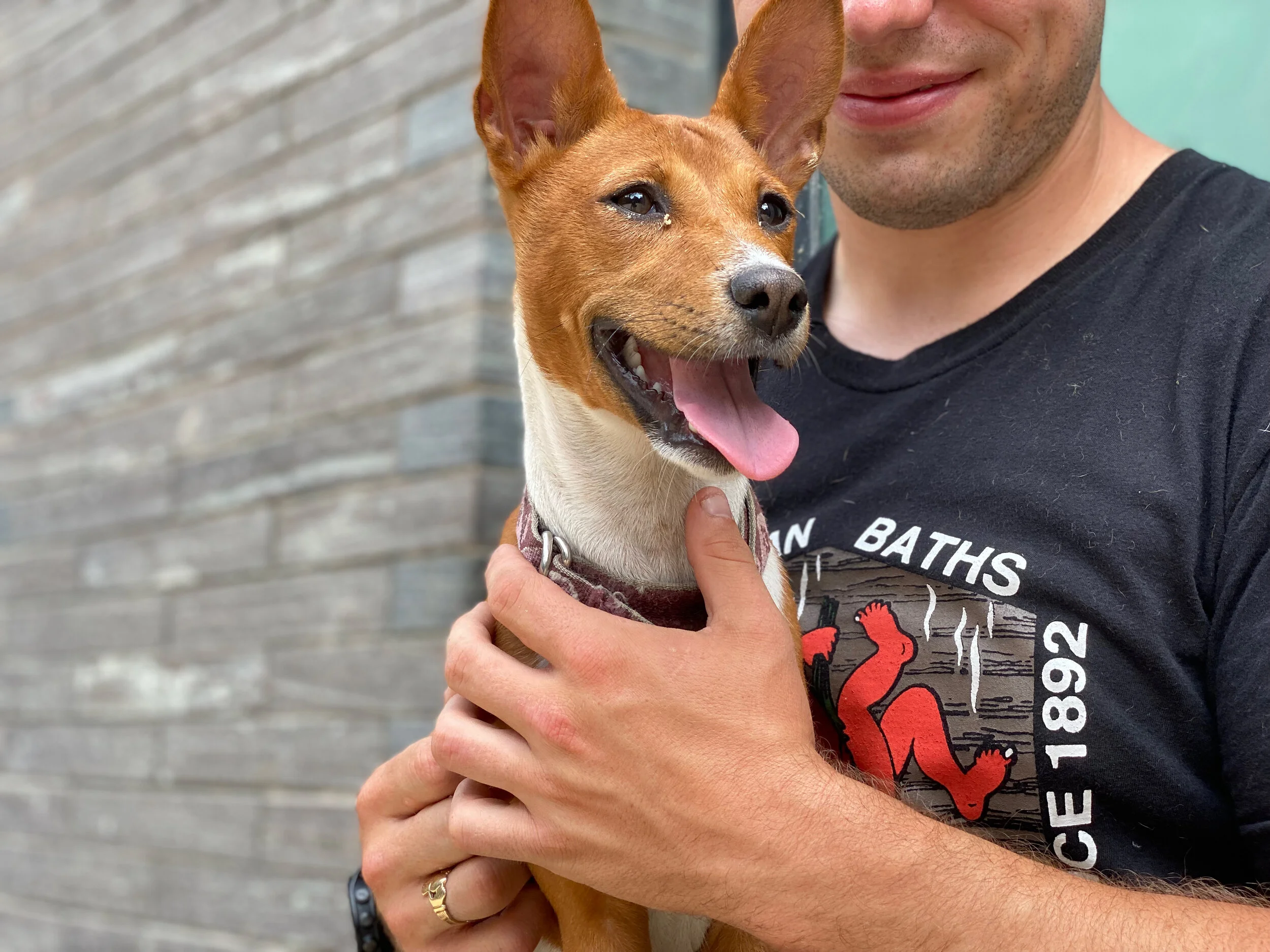Kepler and Seven Basenjis Under Two - New York City Basenji Meetup - 27 June 2021