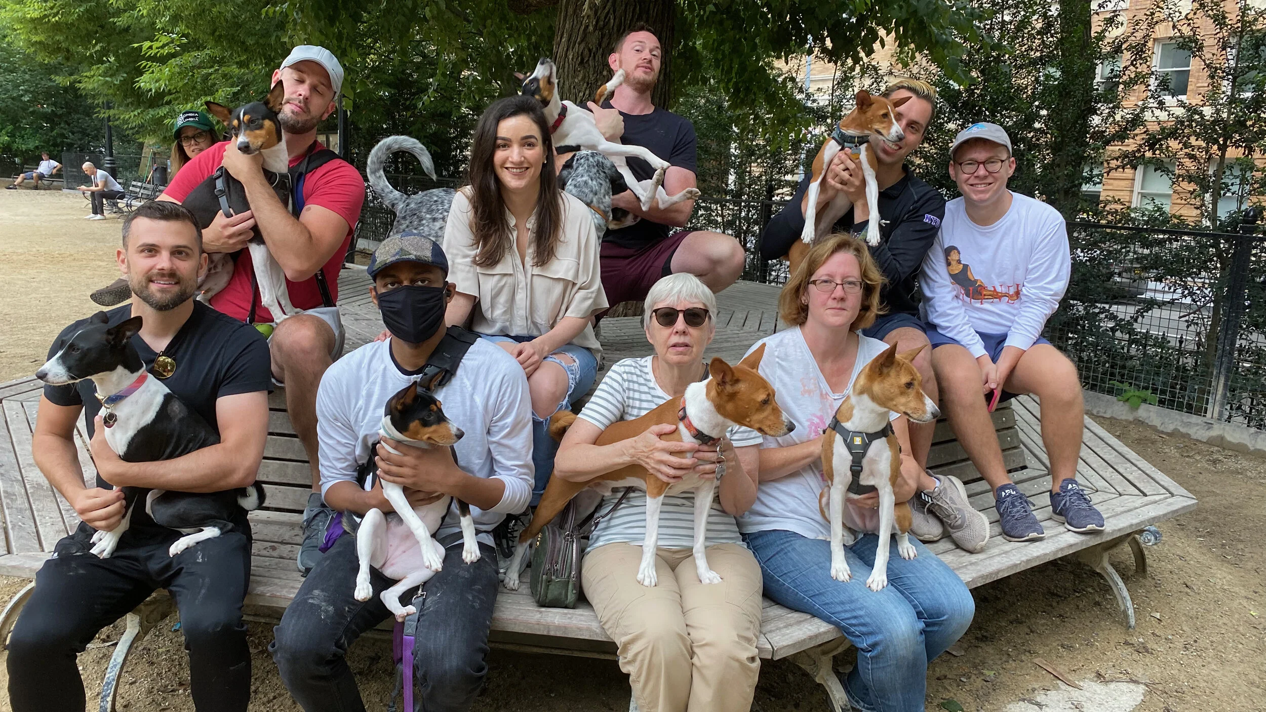 Introducing Indi, the Basenji Puppy - New York City Basenji Meetup - Sunday 11 July 2021