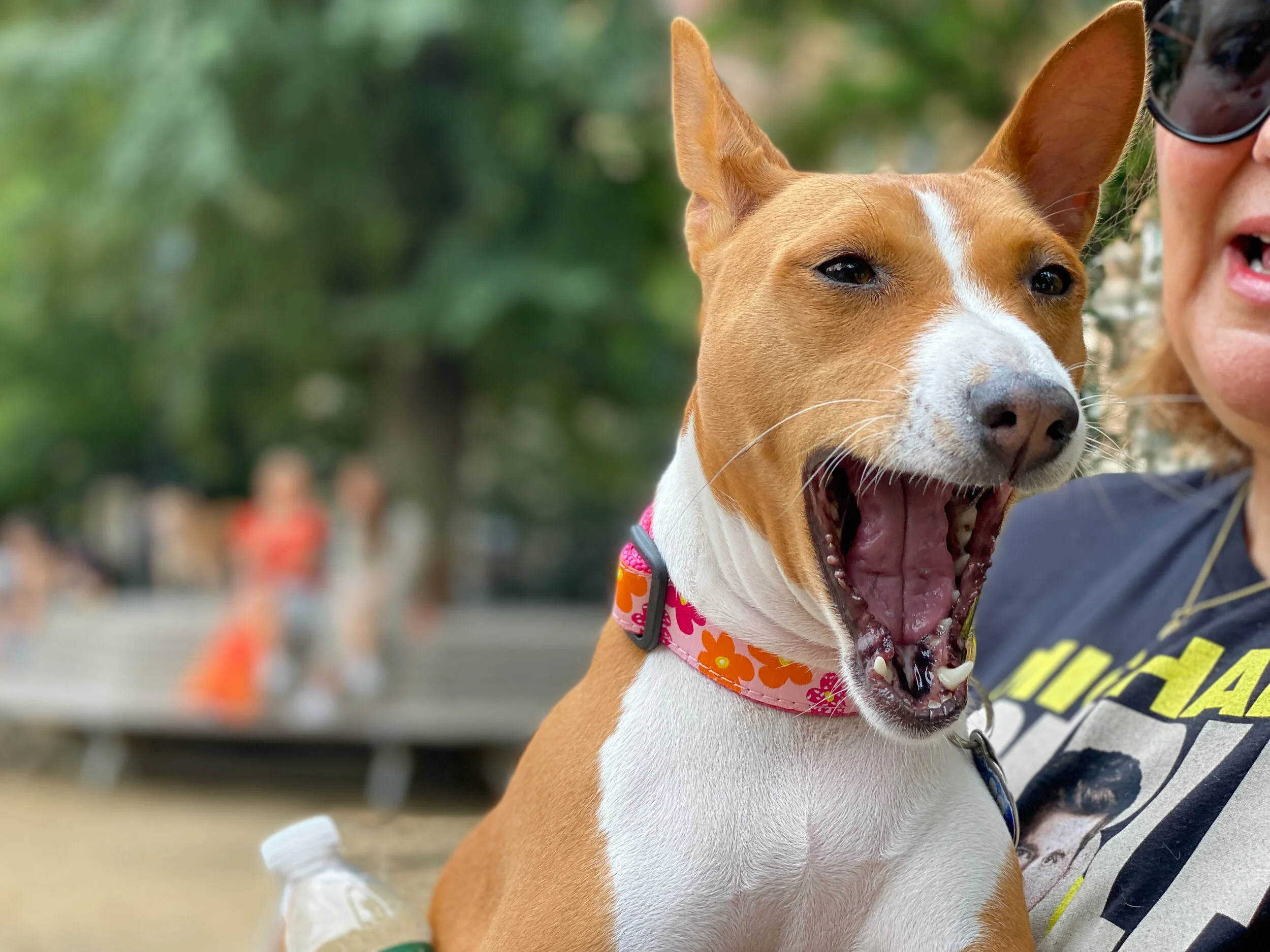 Rocco Hits Manhattan - New York City Basenji Meetup - 25 July 2021