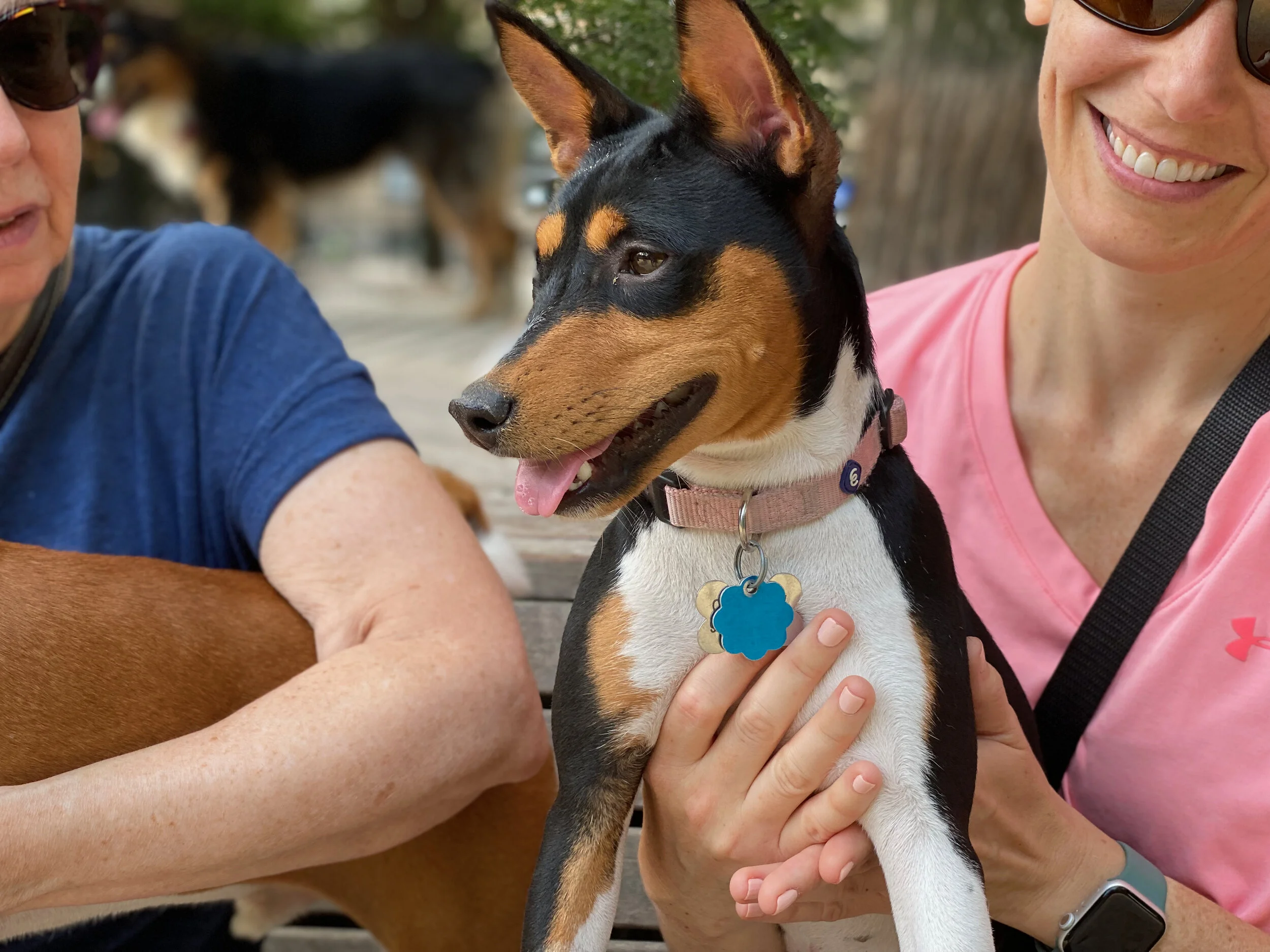 The Females Play While Kepler Abides - New York City Basenji Meetup - 1 August 2021