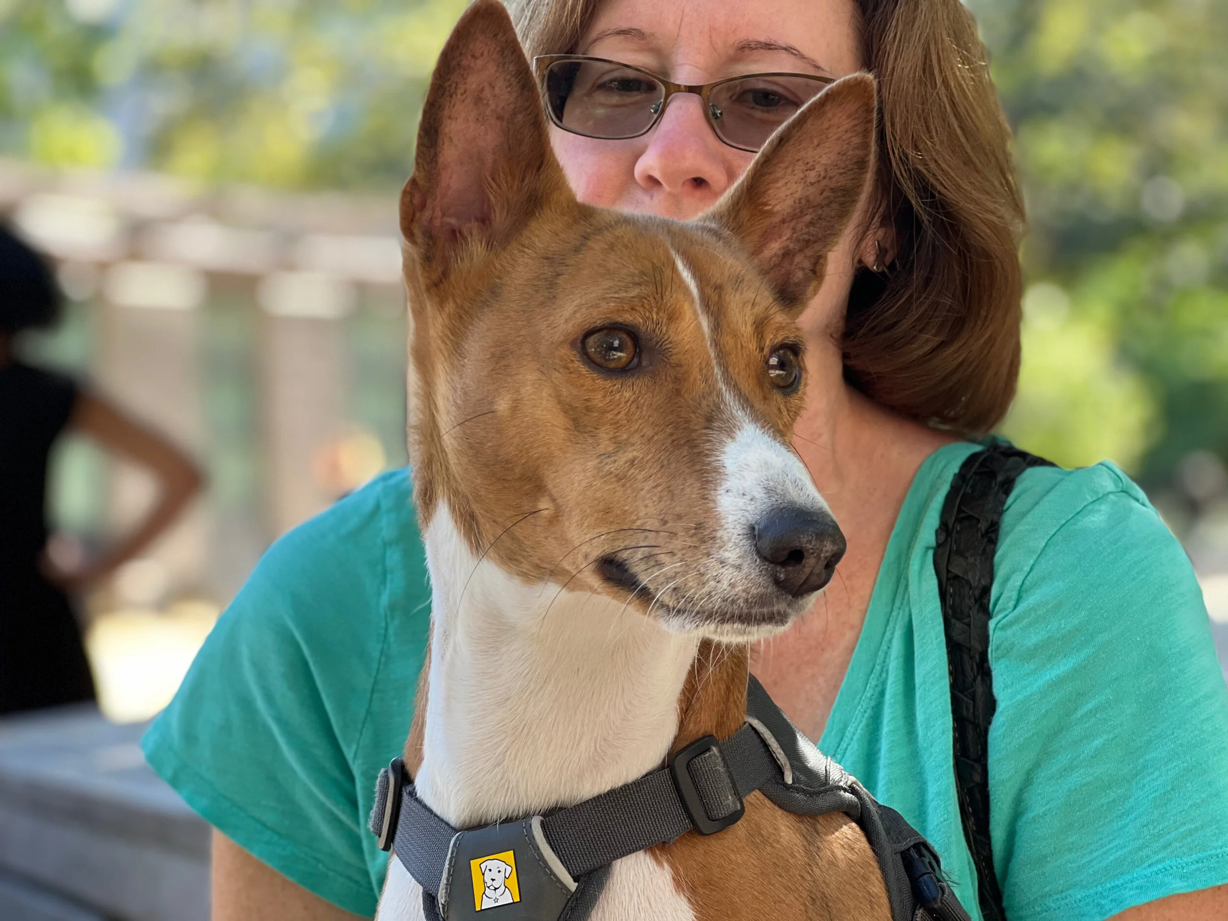Five Dogs Welcome the Autumn - New York City Basenji Meetup - 26 September 2021