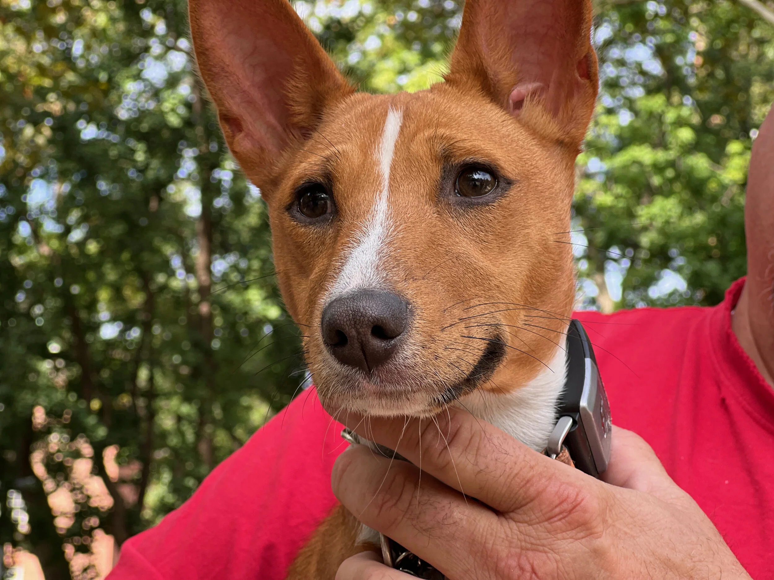 Gemma Joins the Veterans - New York City Basenji Meetup - 3 October 2021