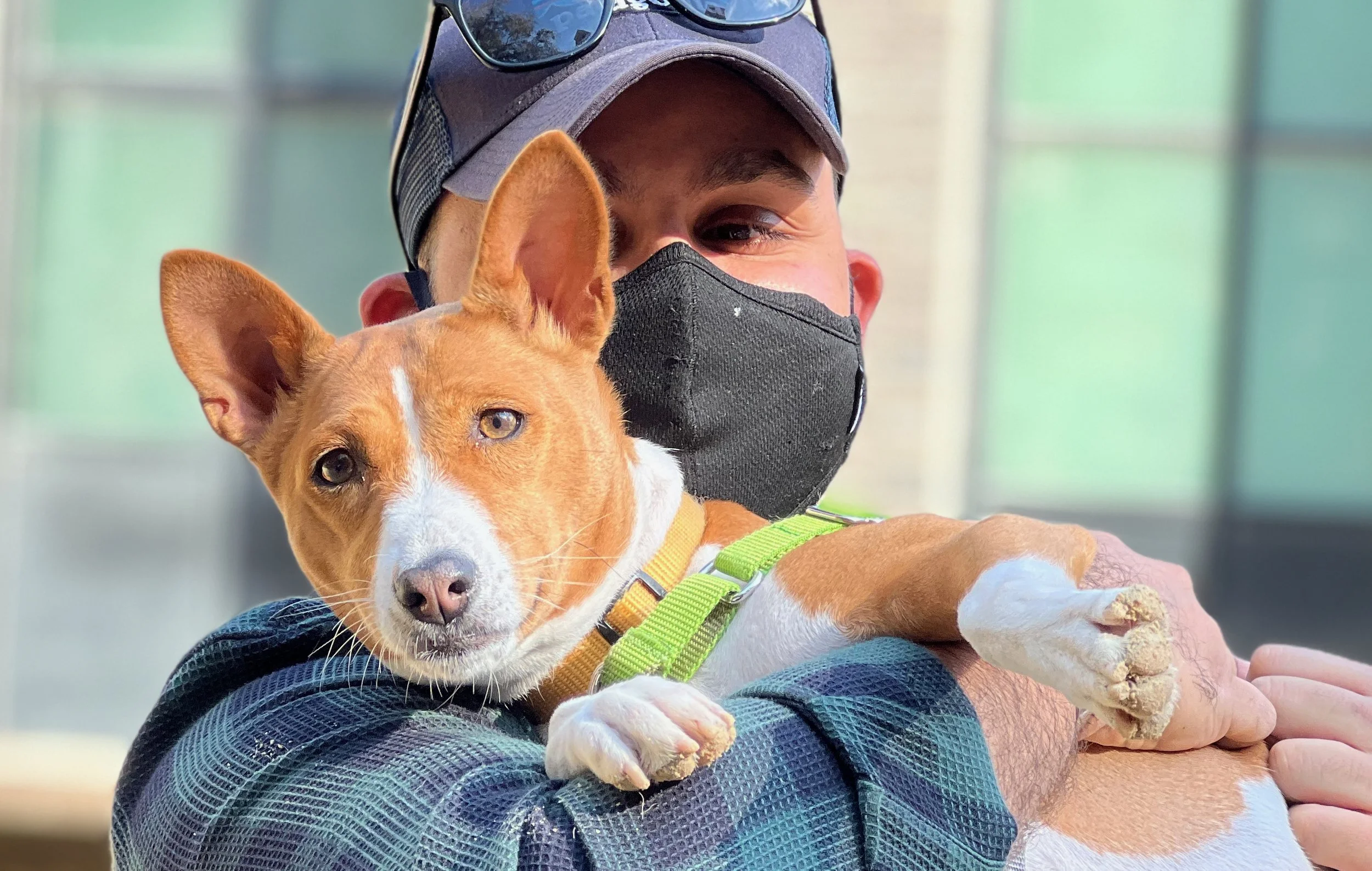 Belle From Philadelphia Returns as a Yearling - New York City Basenji Meetup - 14 November 2021