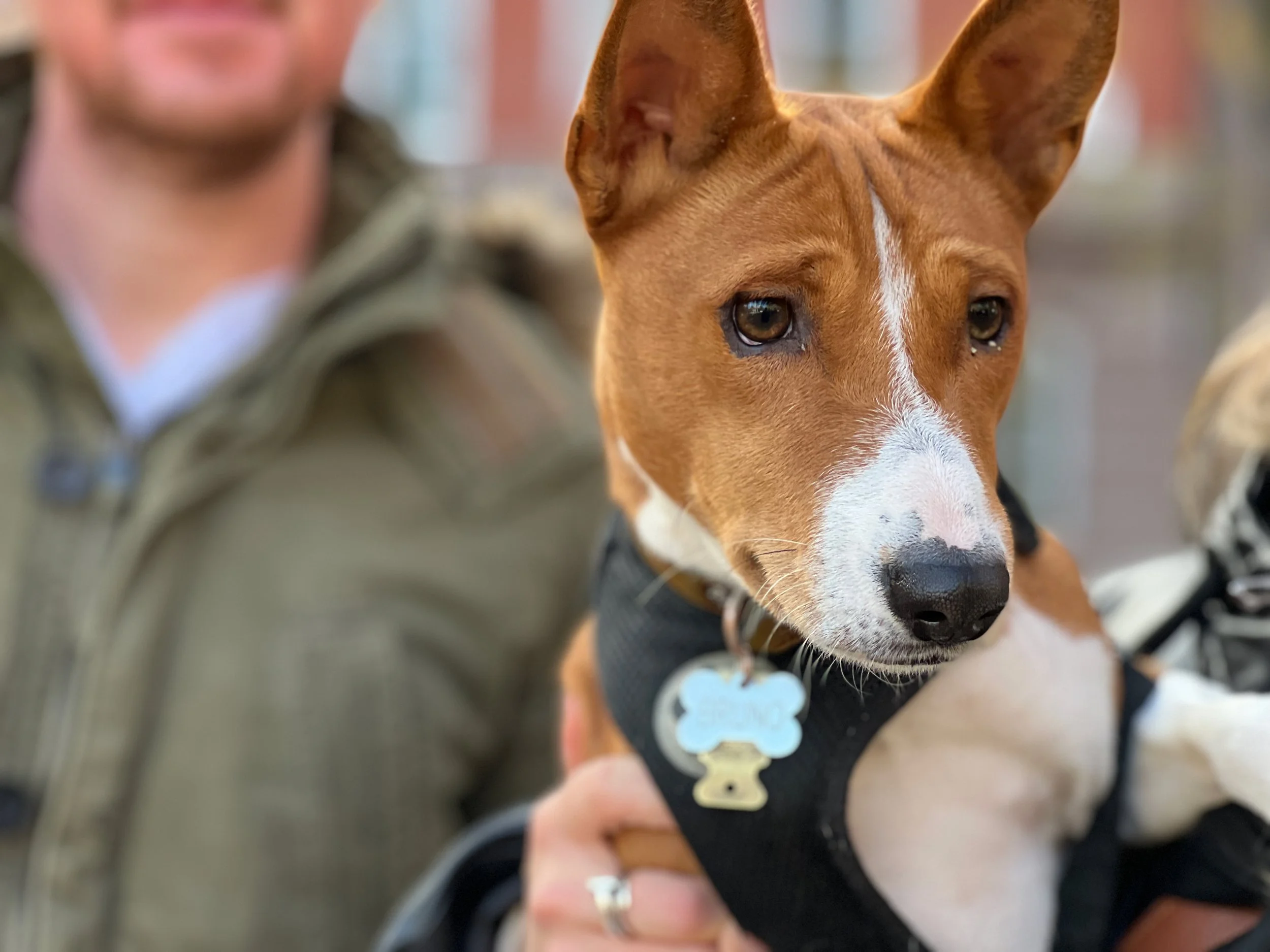 Bruno Premieres for Running in Gotham - New York City Basenji Meetup - 21 November 2021