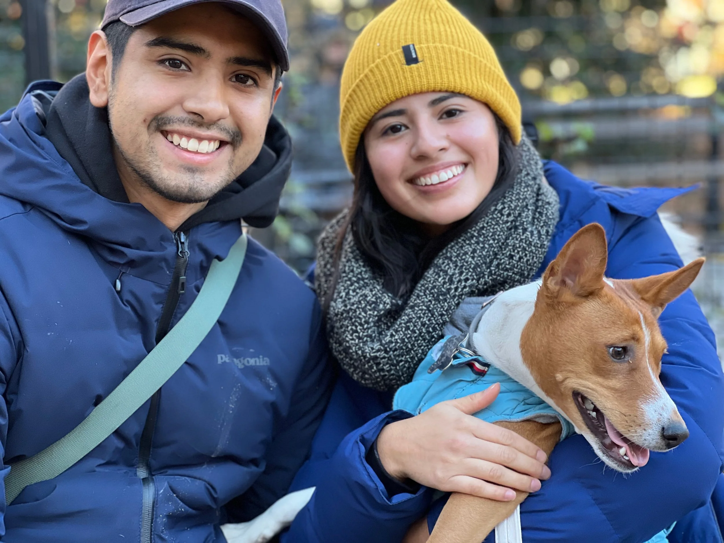 Benji and Uni Premiere; Nine Basenjis Gather - New York City Basenji Meetup - 12 December 2021