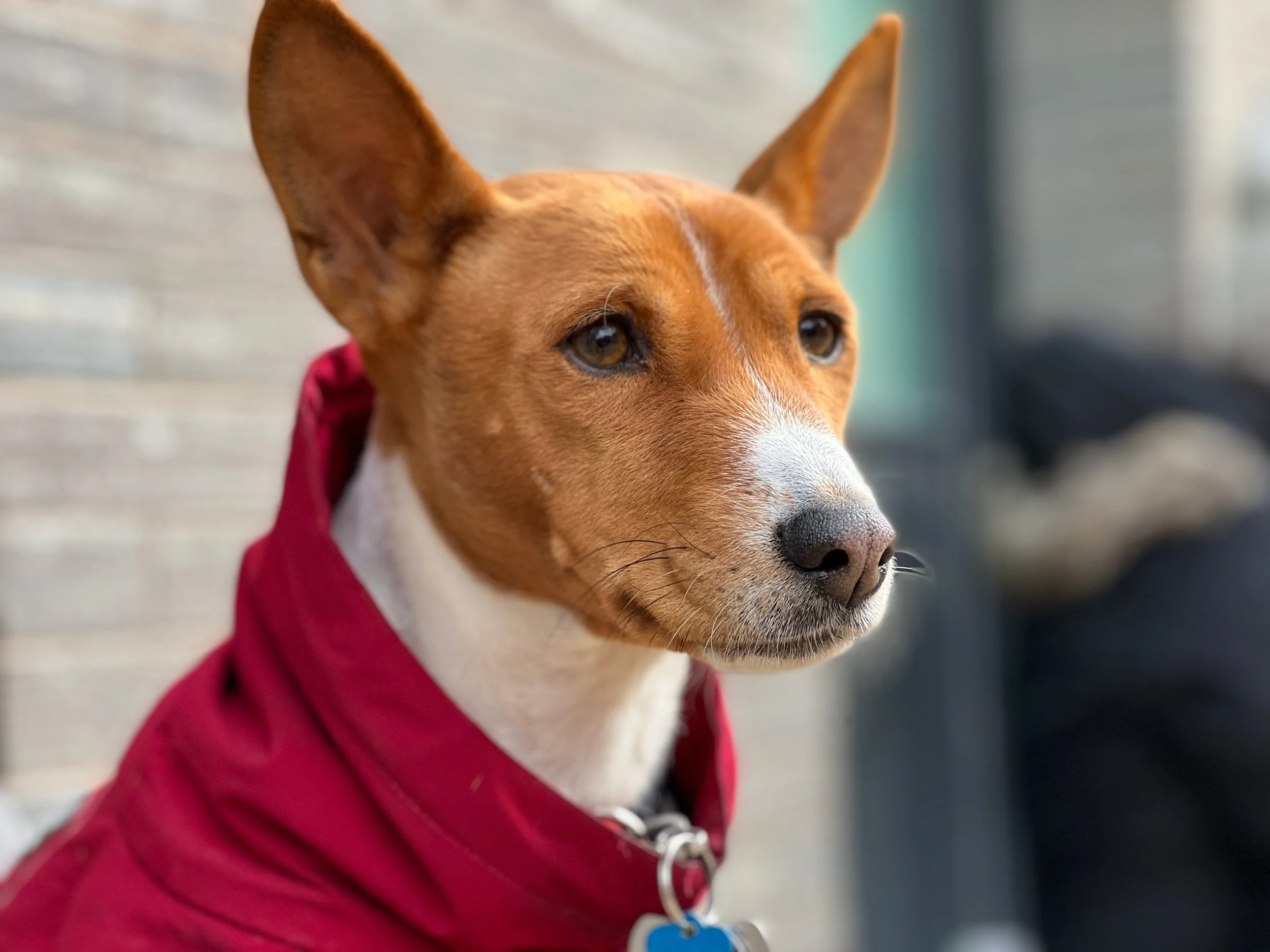 Scout Sings for her Fifth Birthday - New York City Basenji Meetup - 19 December 2021