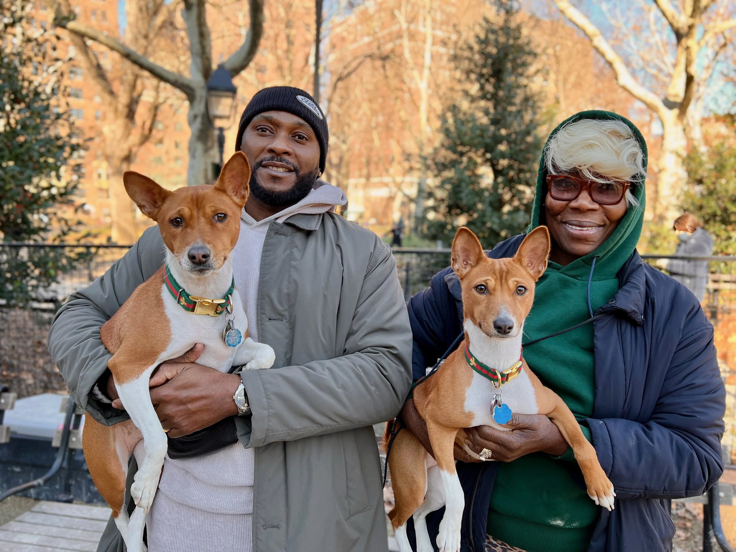 Five Basenjis on the Morning After Christmas - New York City Basenji Meetup - 26 December 2021