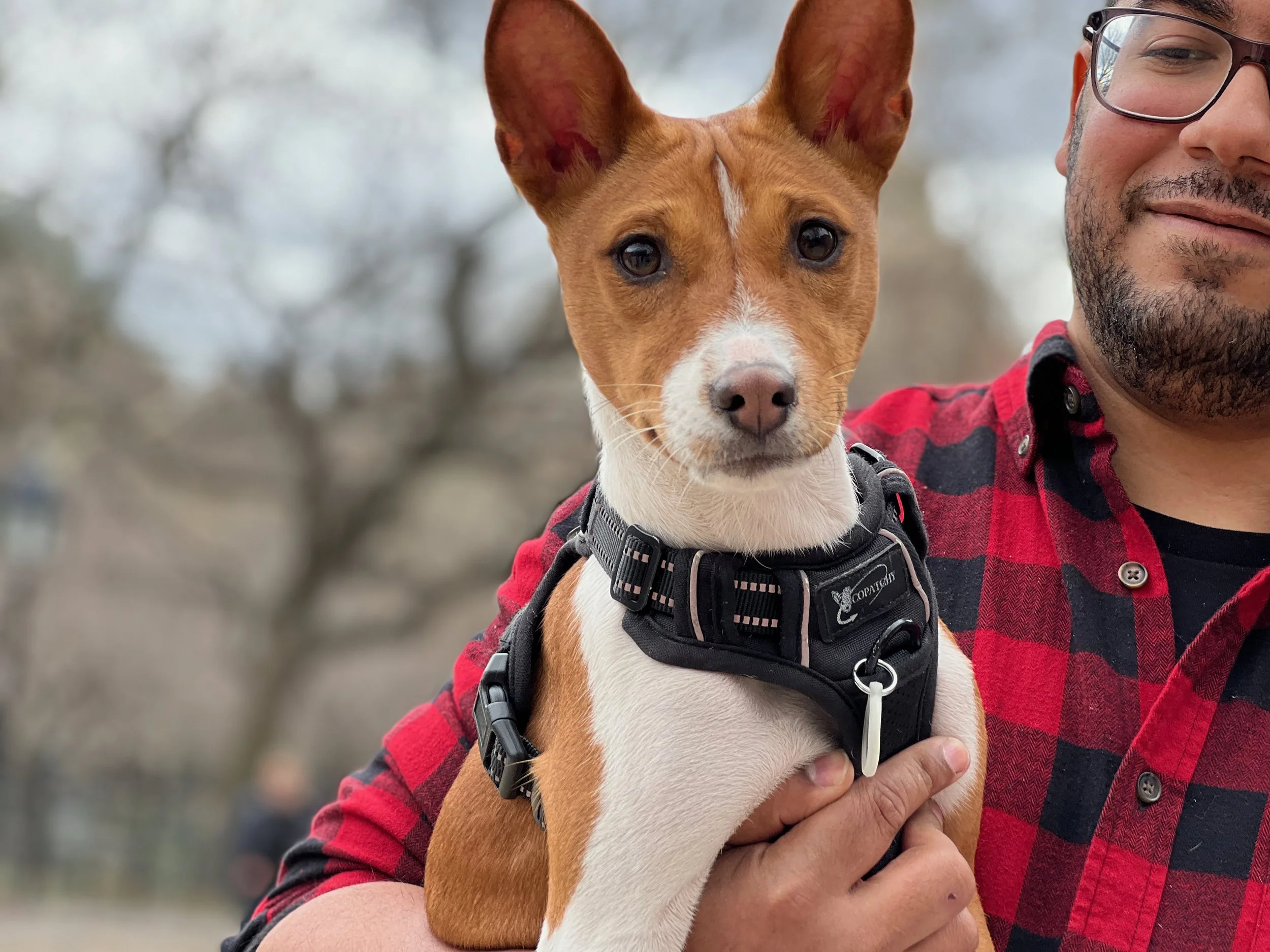 Ayla Premieres and Rhubarb Tussles - New York City Basenji Meetup - 20 March 2022