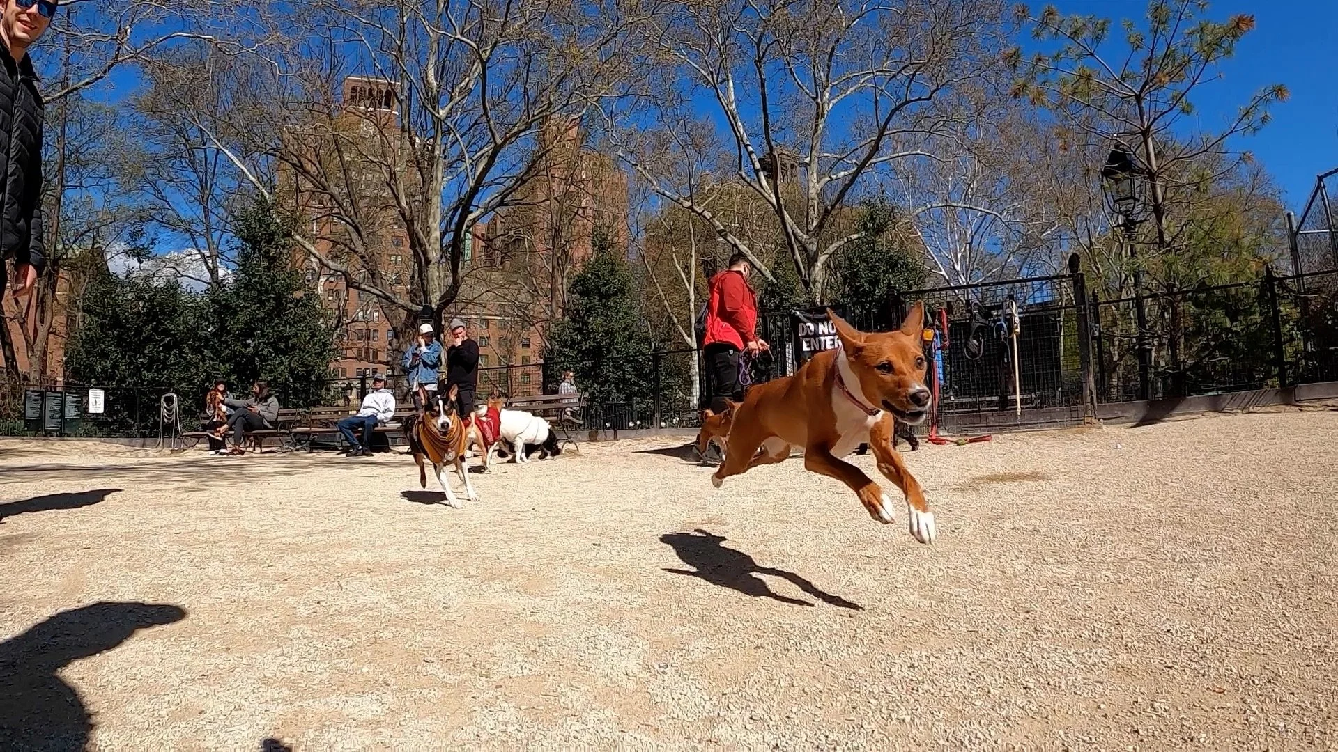 Gaia Hits Her Stride; Abbey &amp; Rhubarb Run - New York City Basenji Meetup - 17 April 2022