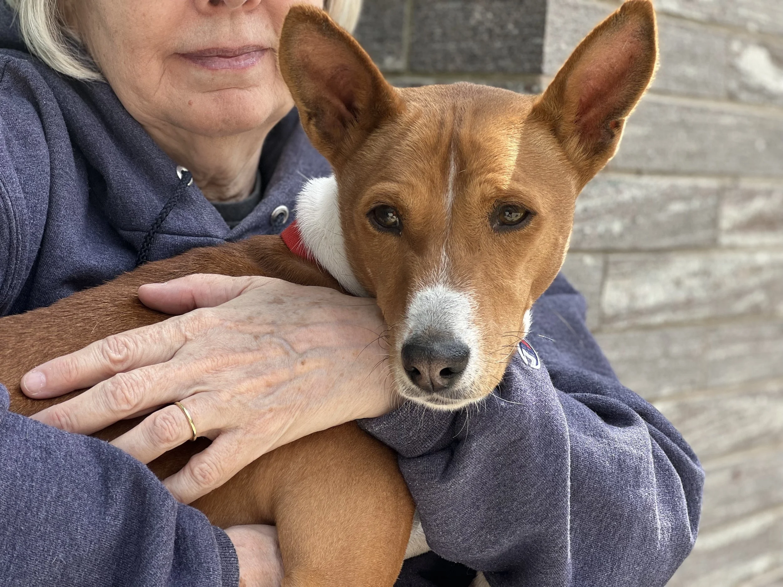 Kepler Struts, Gizmo Runs, and Gaia Hops - New York City Basenji Meetup - 24 April 2022